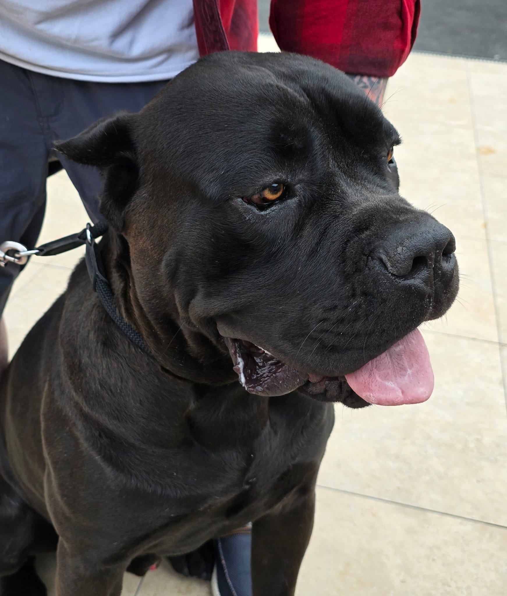 Dog Image