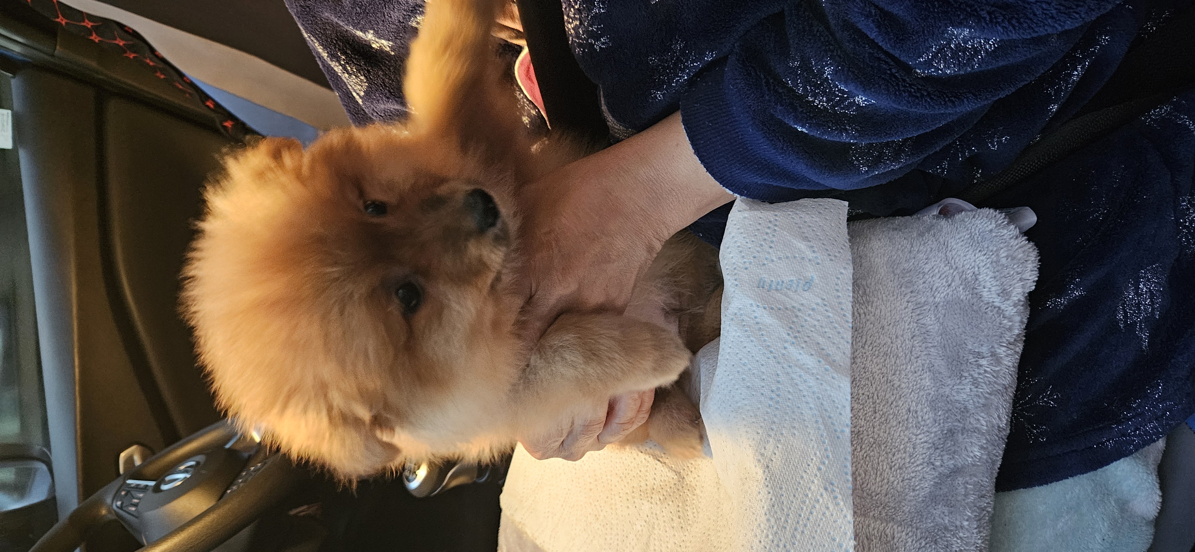 Dog Image