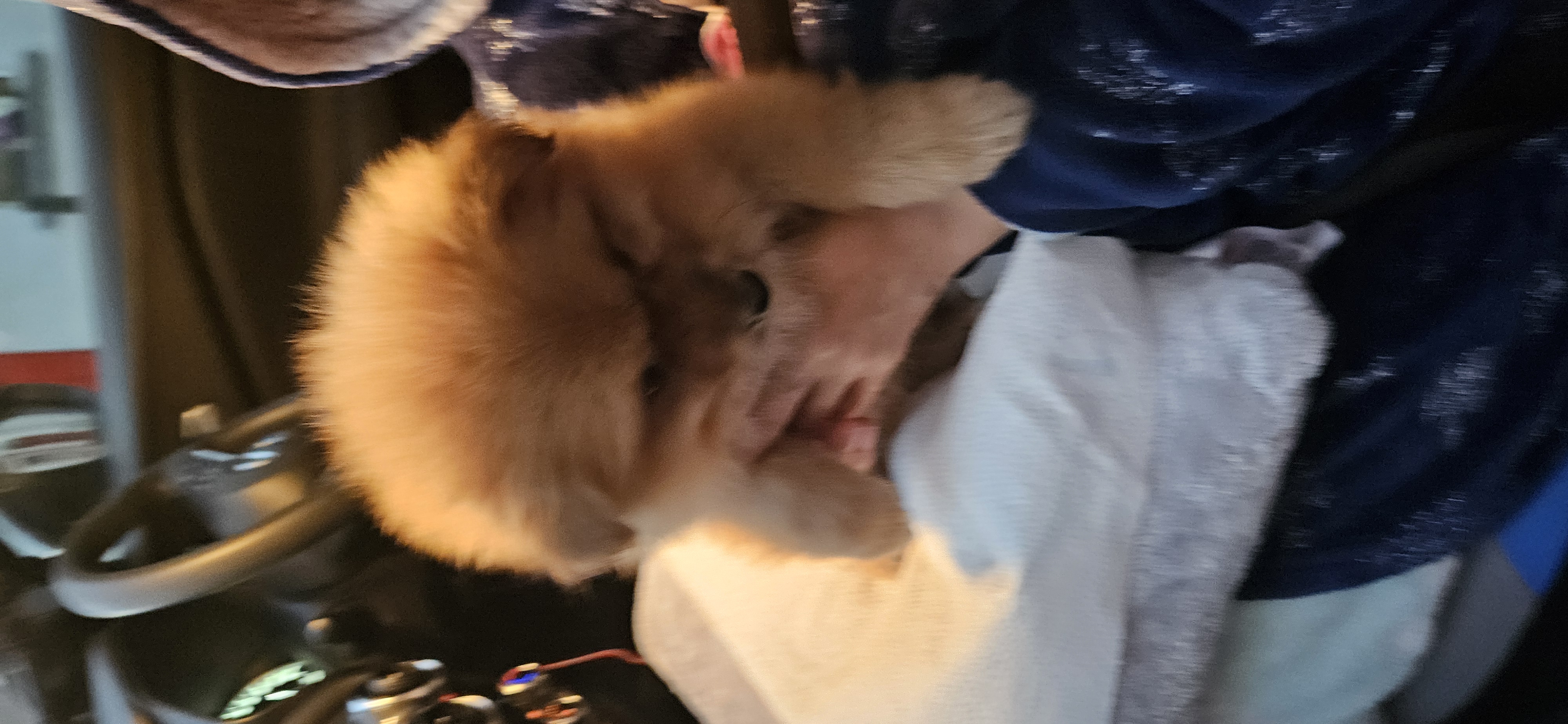 Dog Image