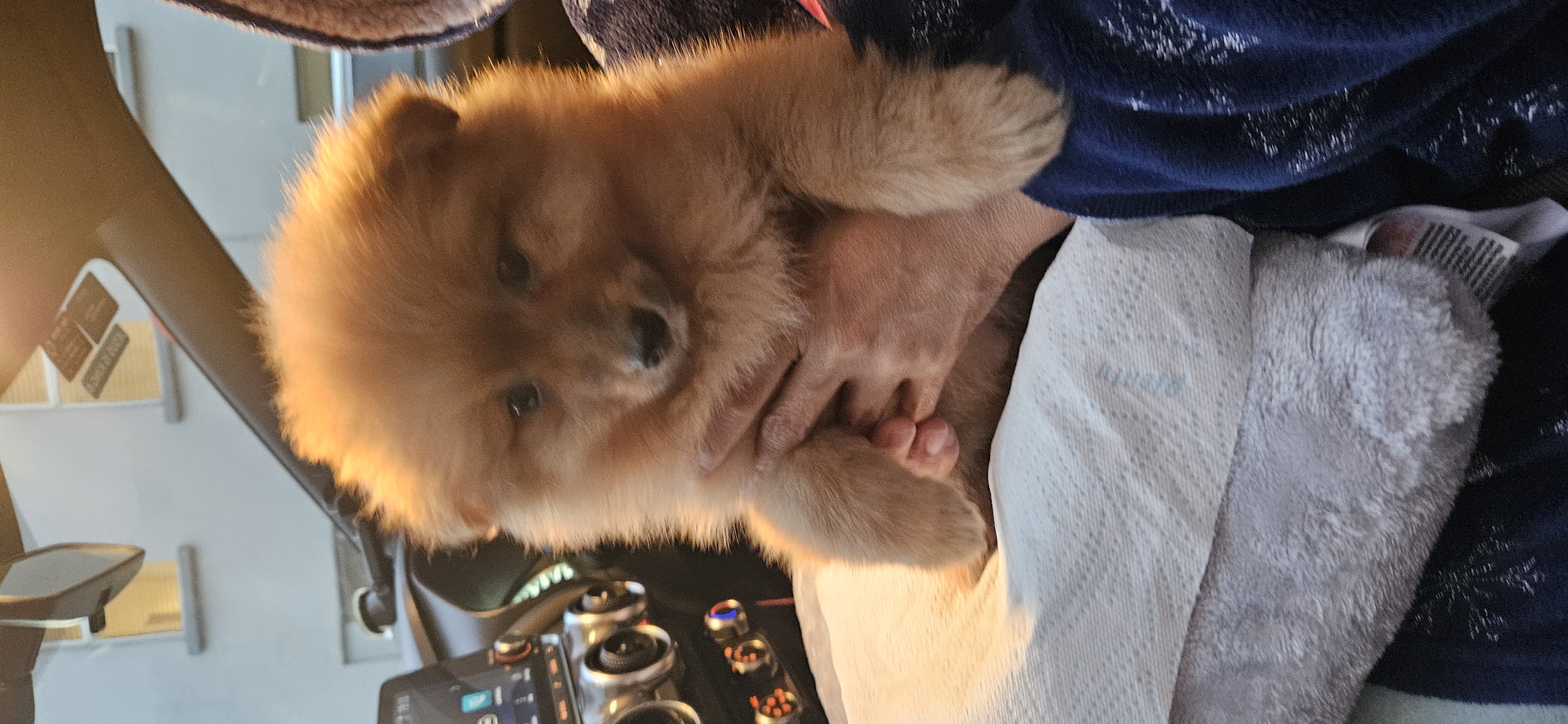 Dog Image