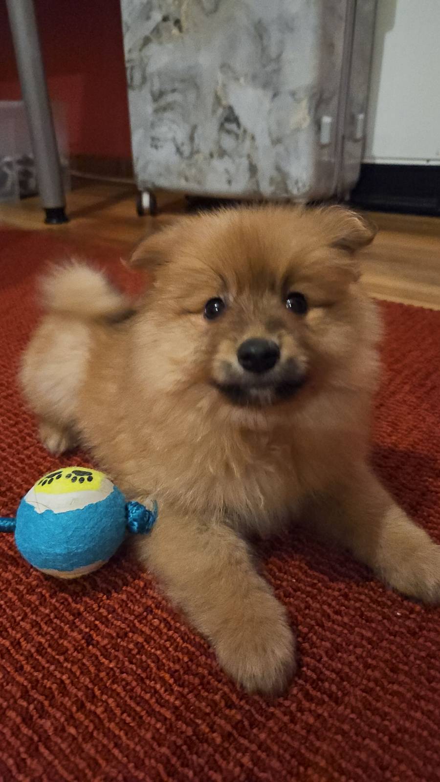 Dog Image