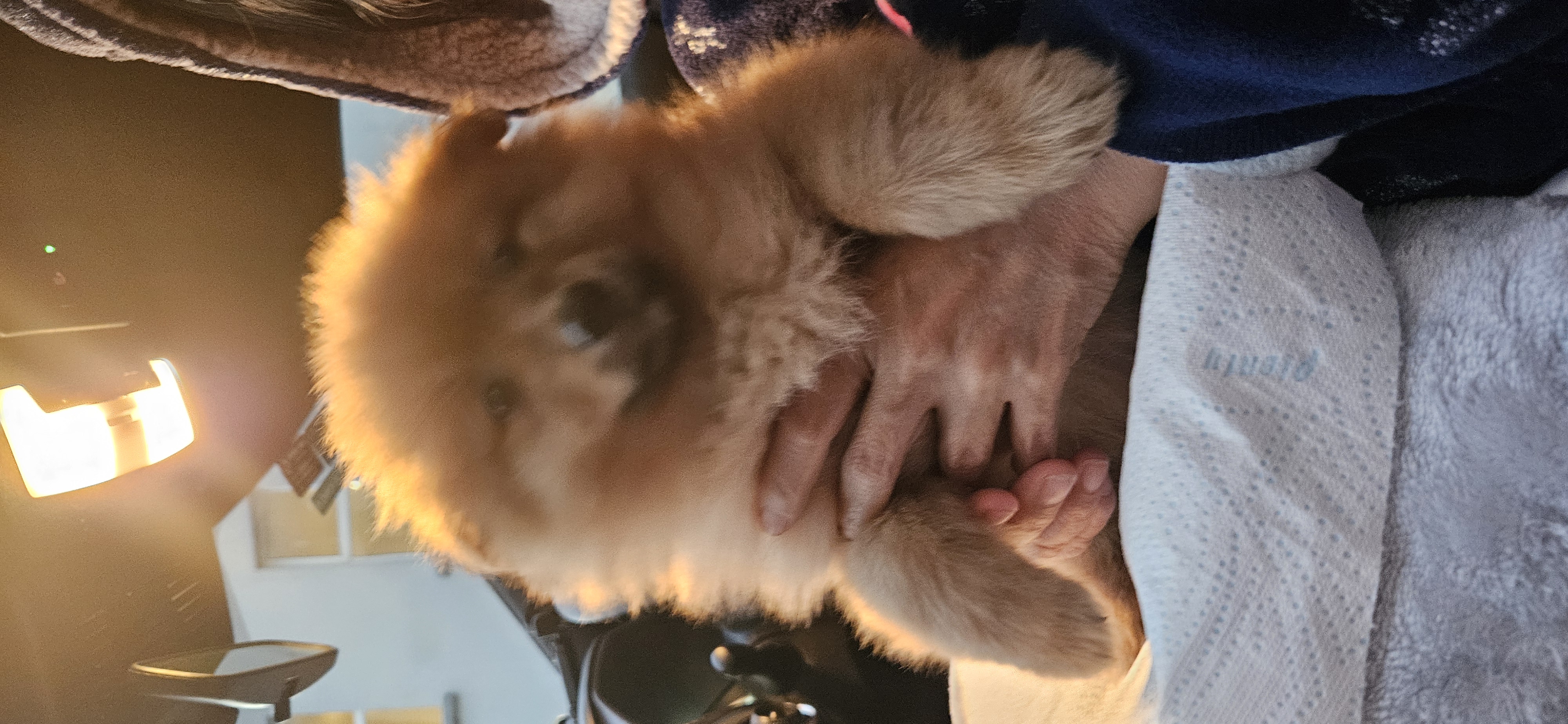 Dog Image
