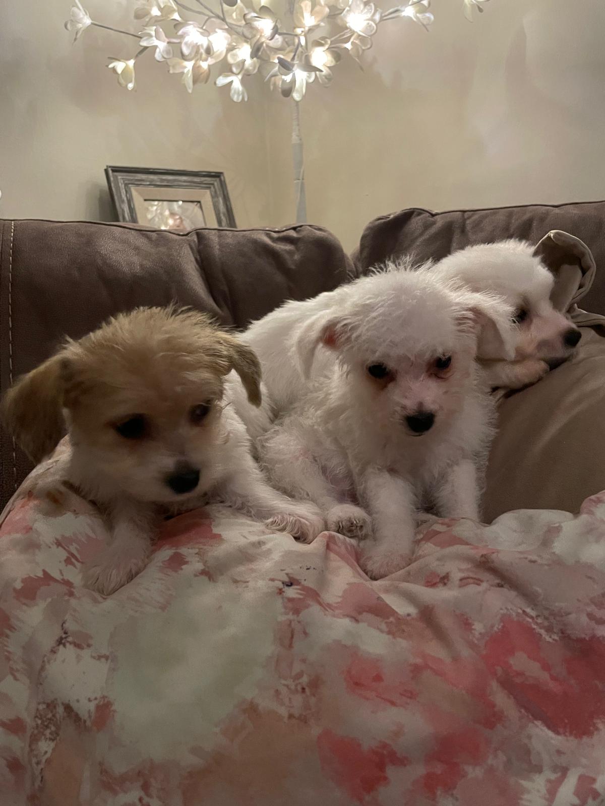 Dog Image