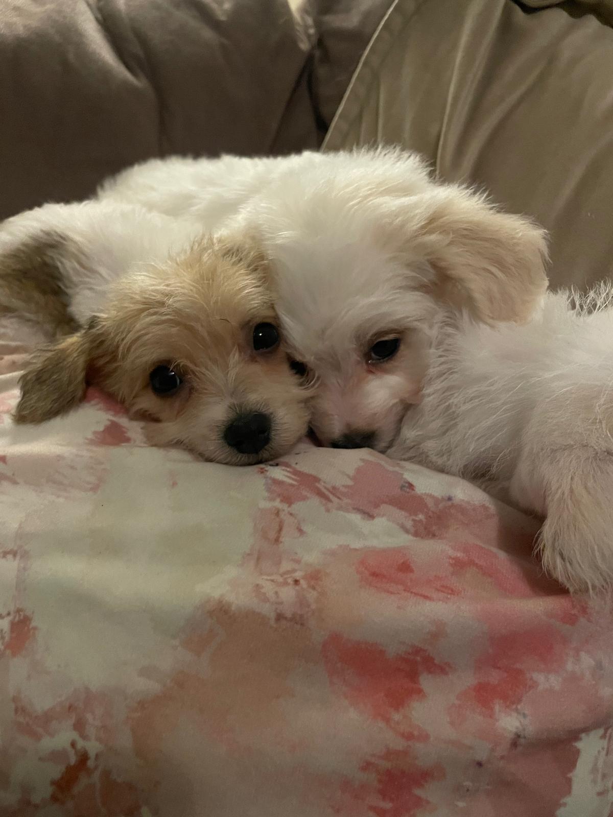 Dog Image