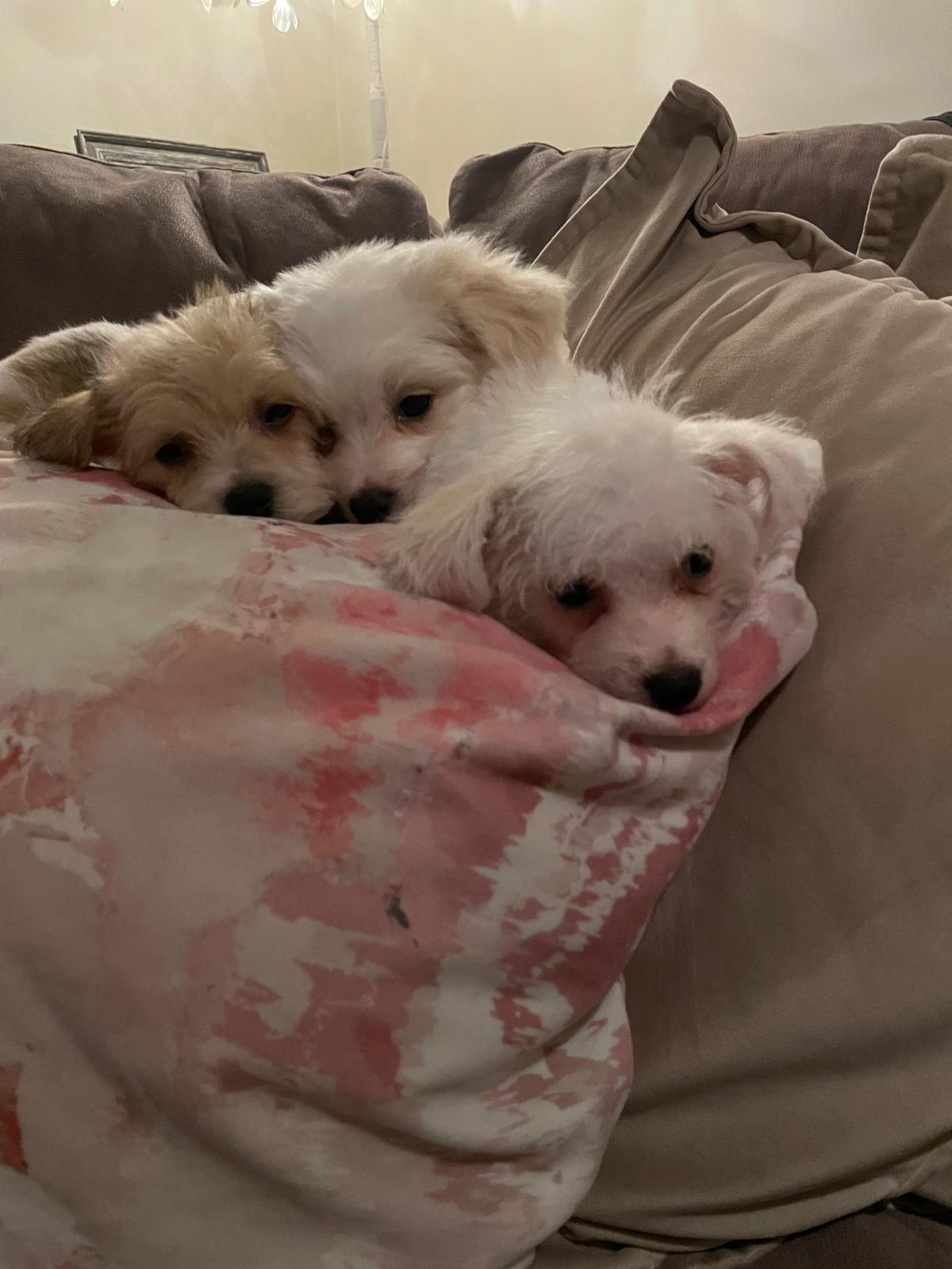 Dog Image