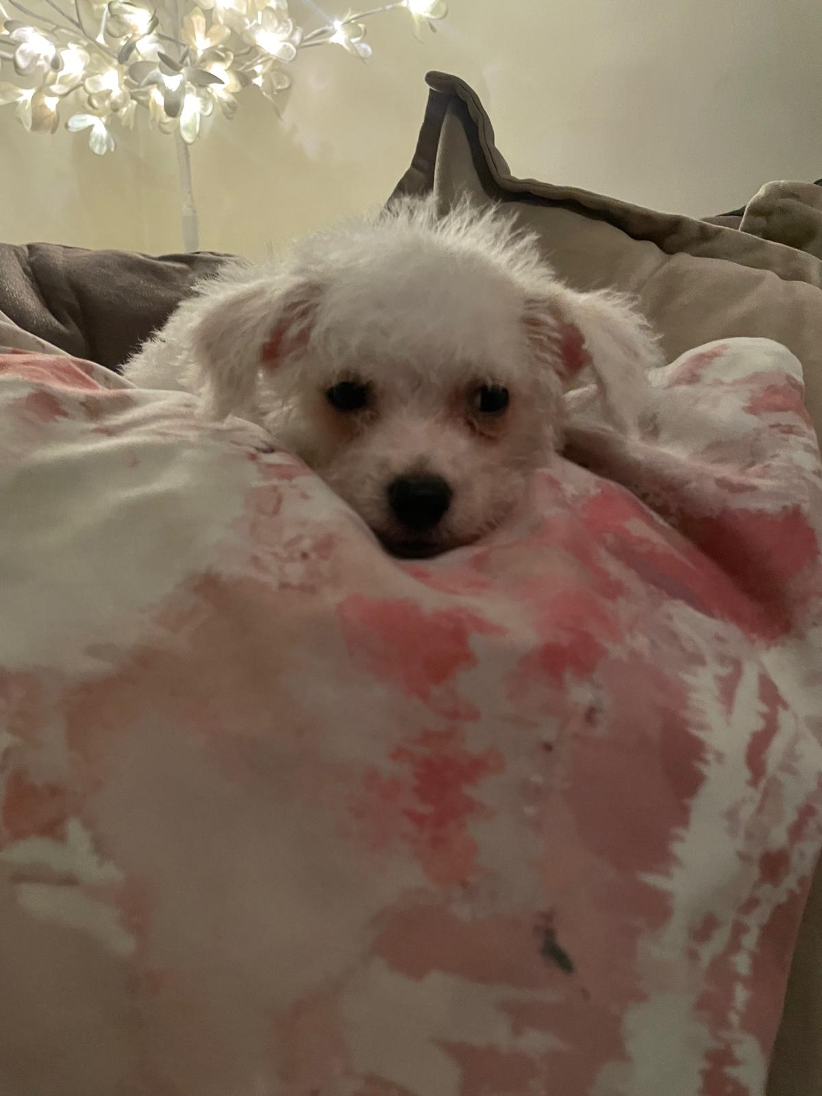 Dog Image