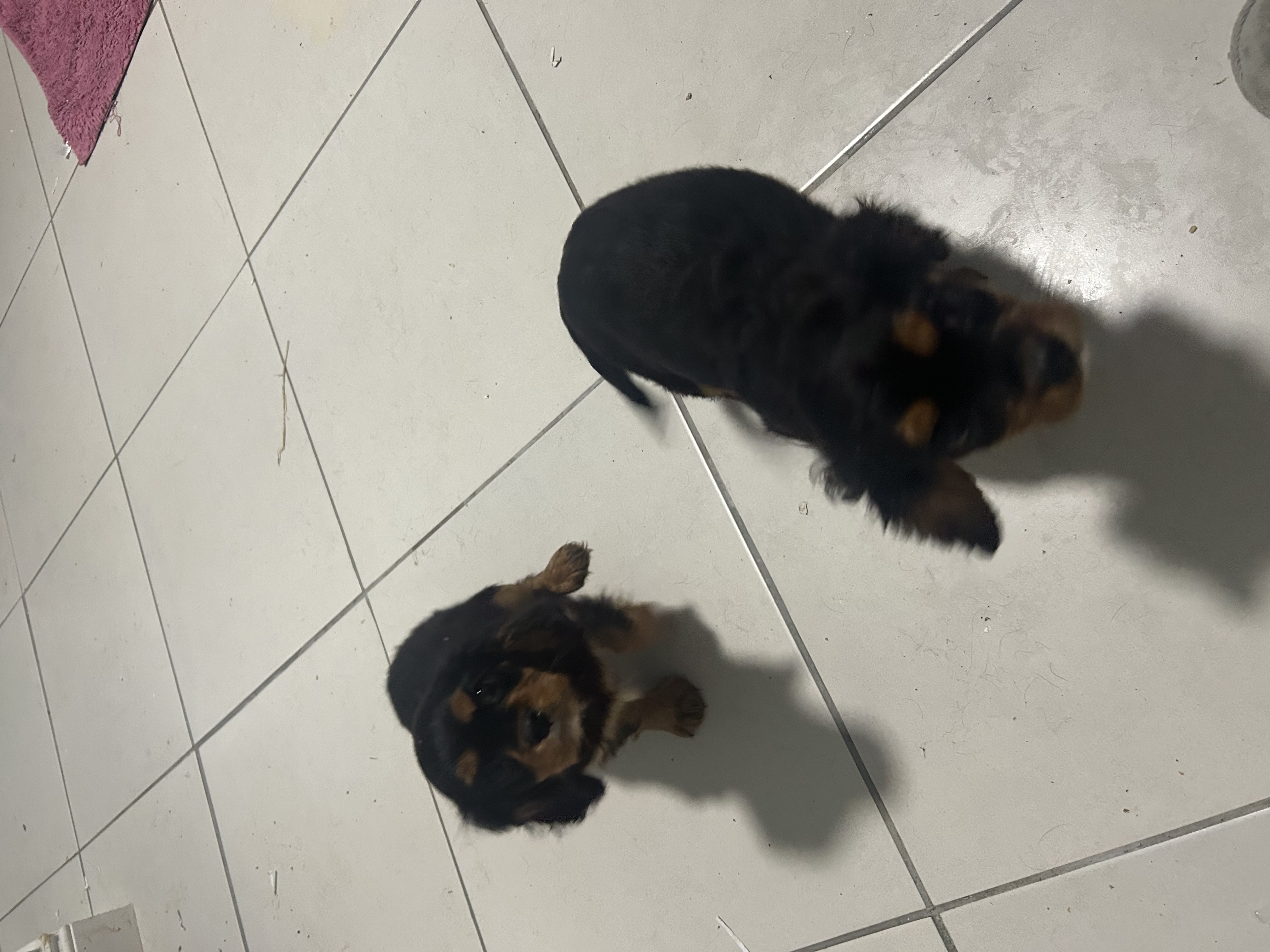 Dog Image