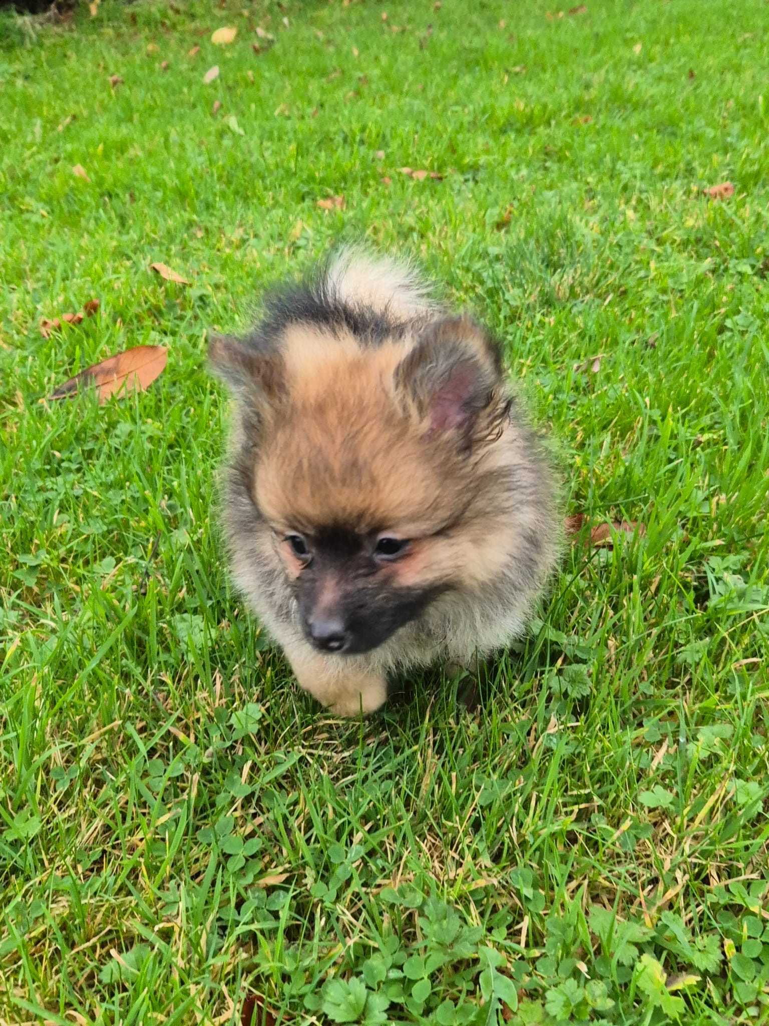 Pomeranian Puppies for Sale in Ballymahon