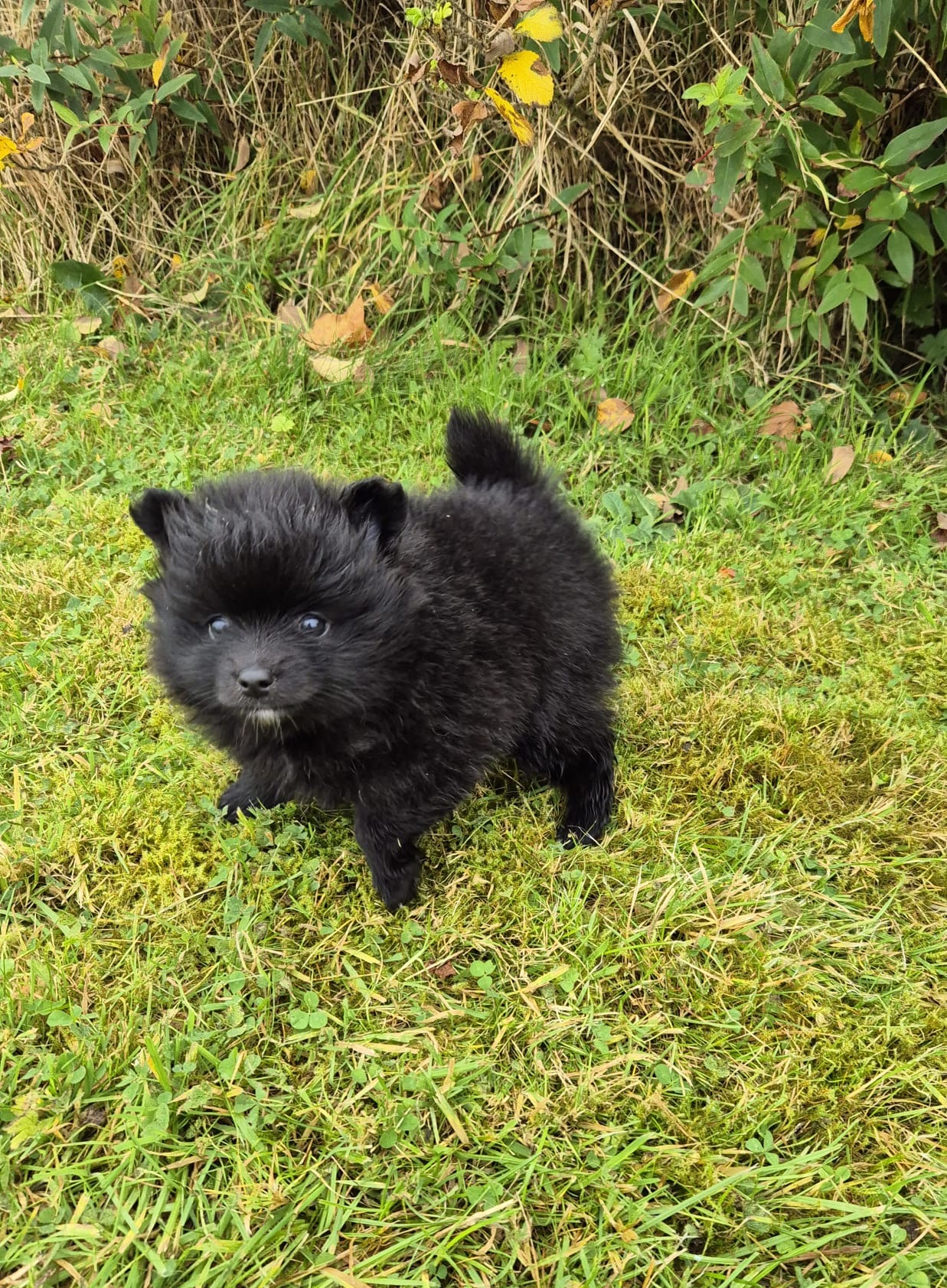 Dog Image