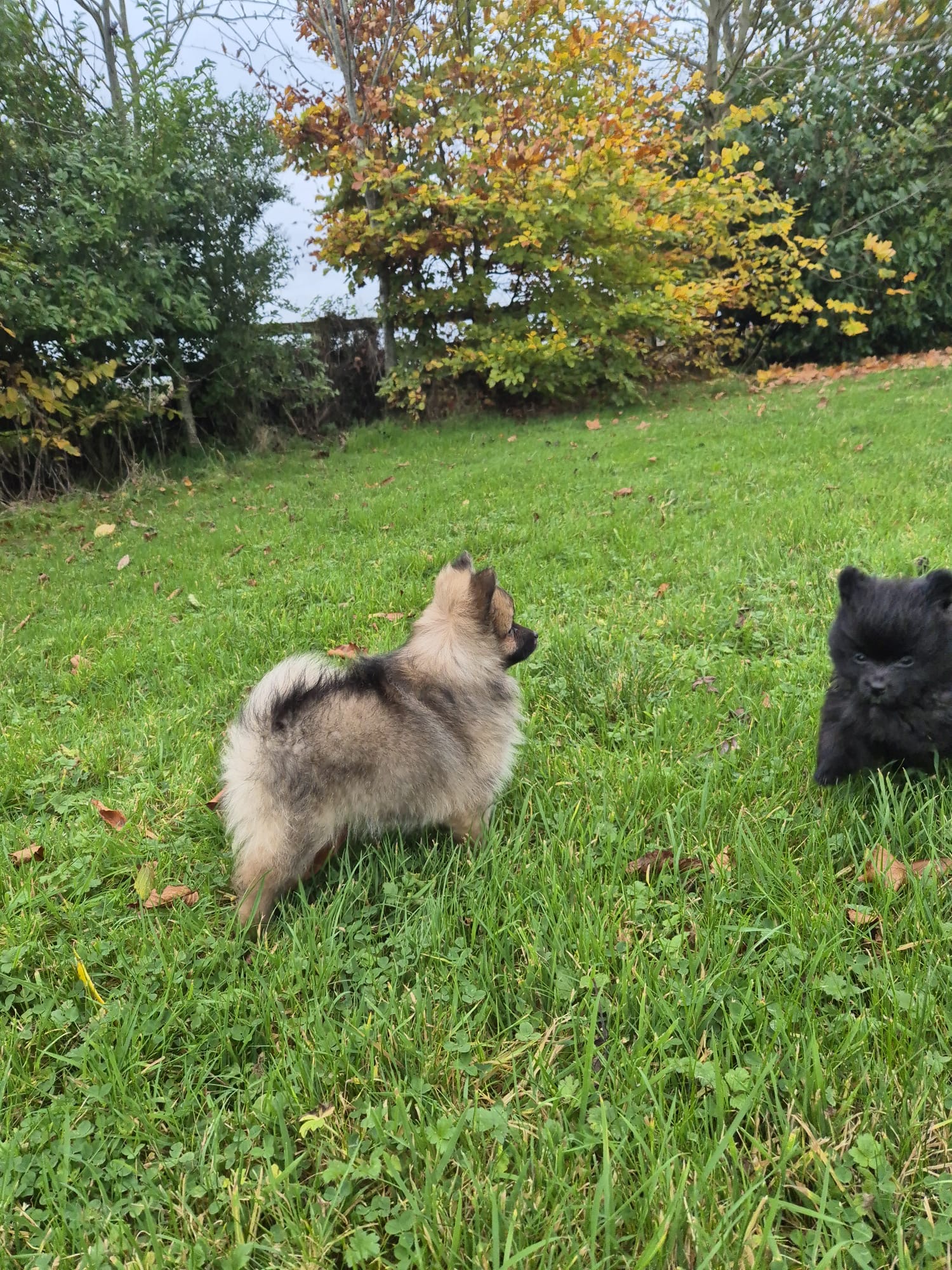 Dog Image
