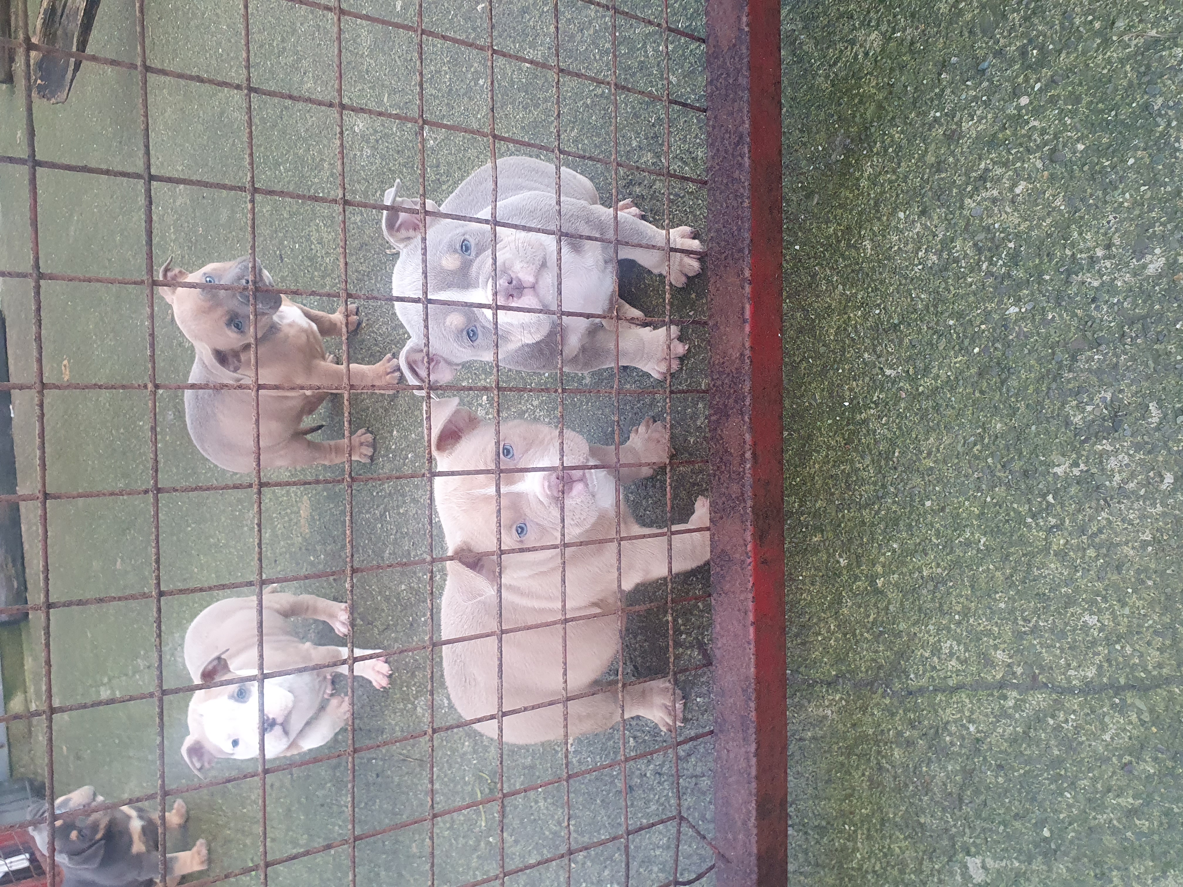 American Bullys for Sale in Kilbrittain - ABKC Registered