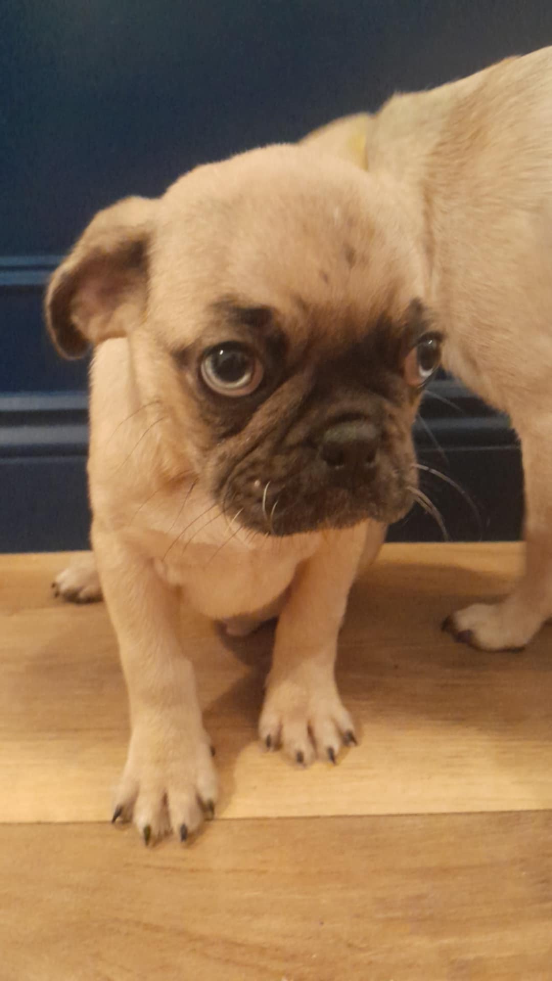 Dog Image