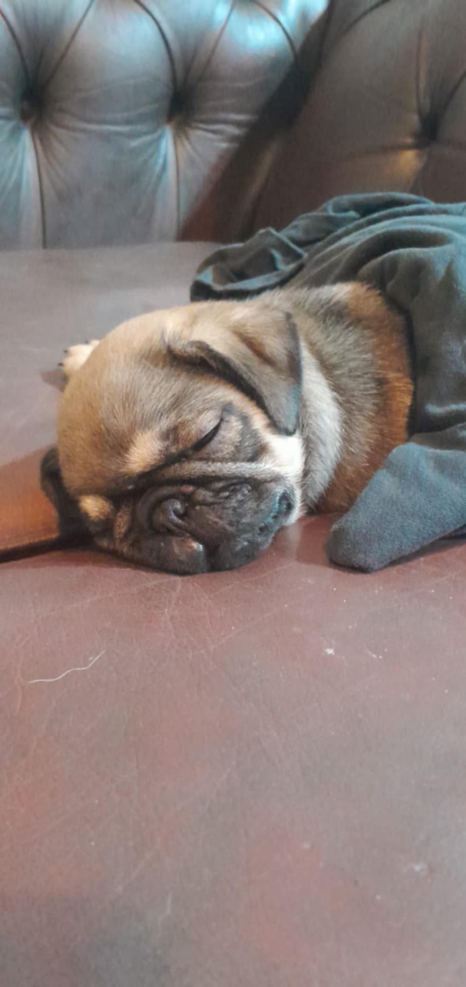 Dog Image