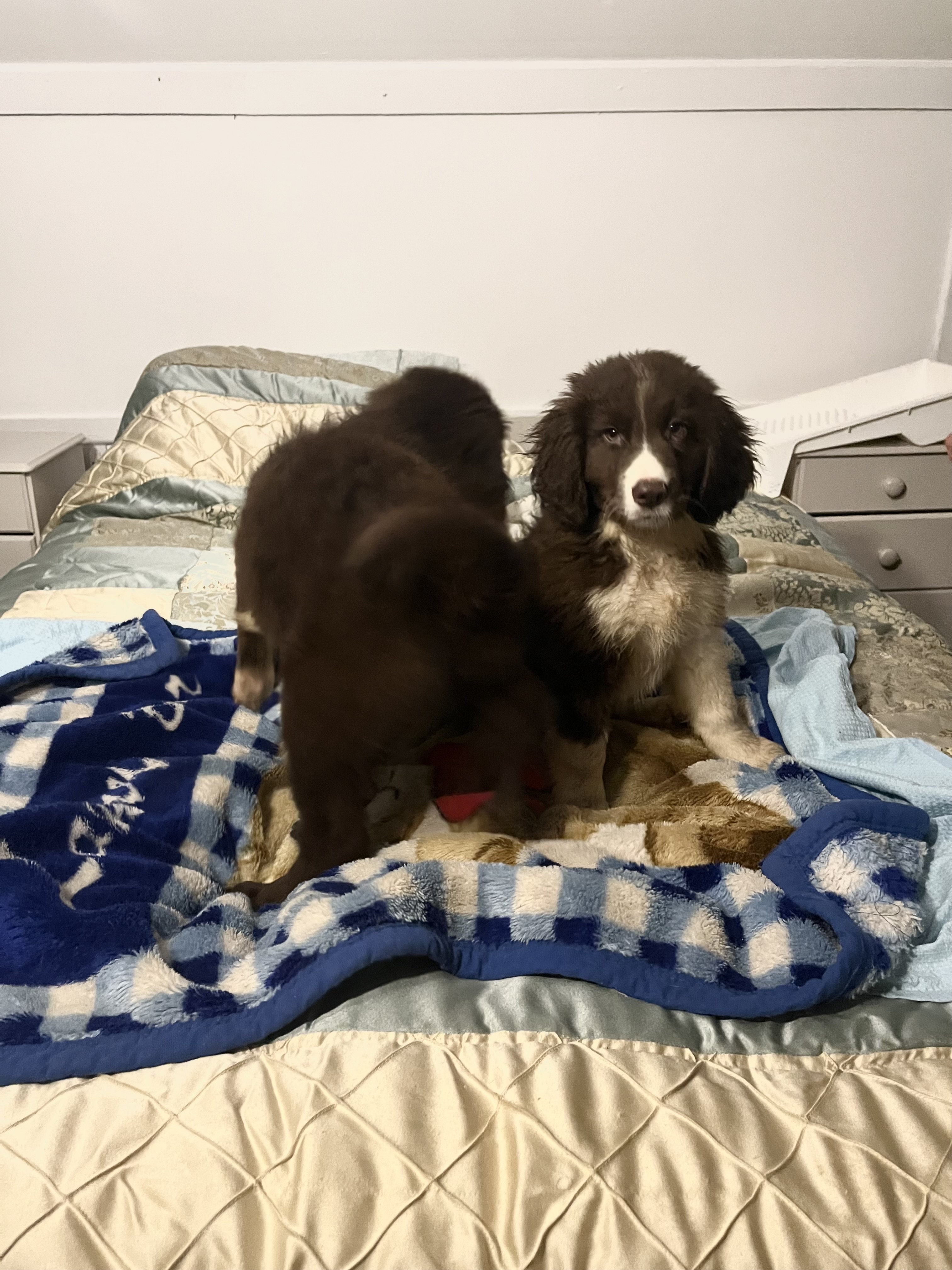 Dog Image