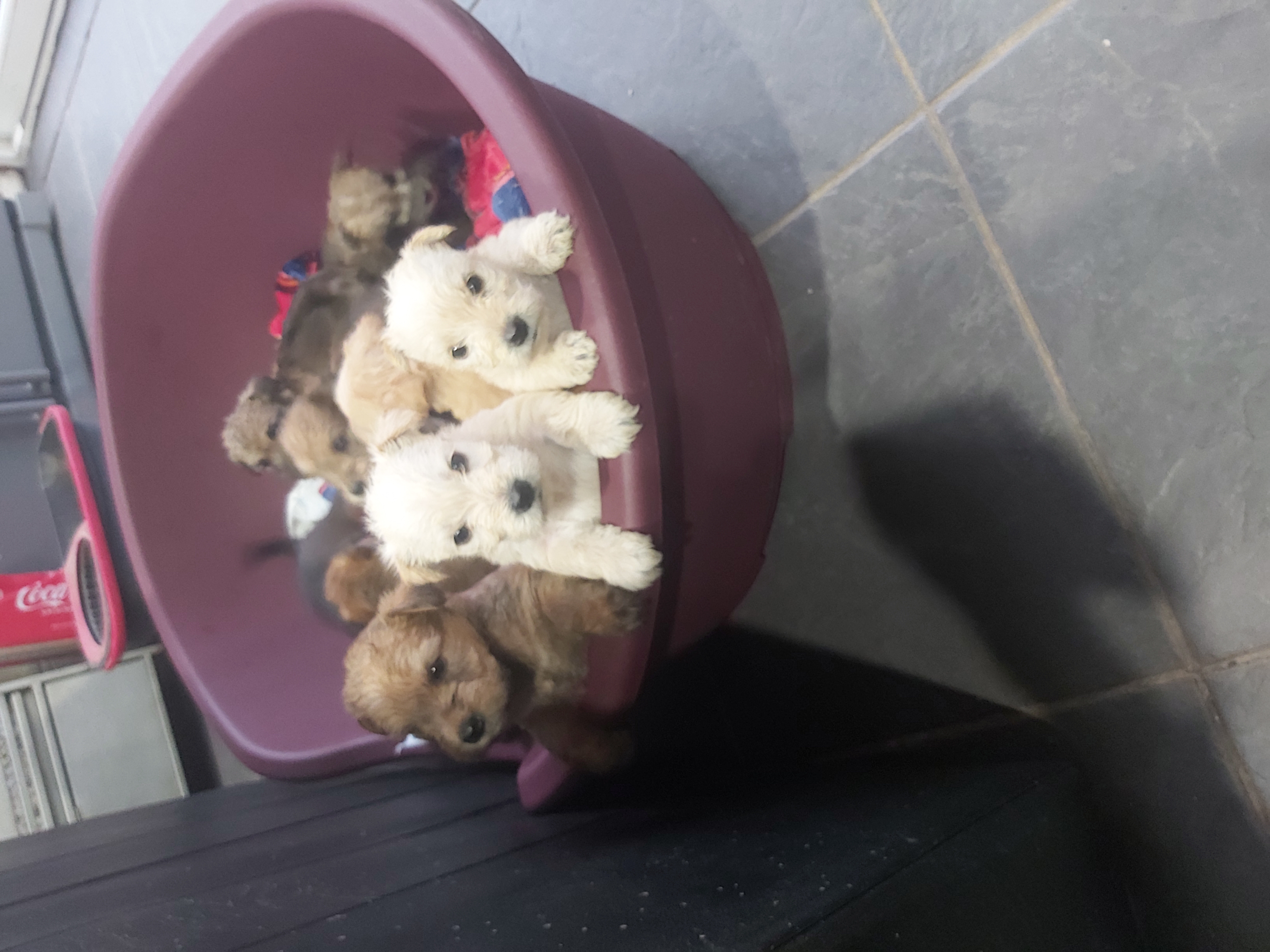 Dog Image