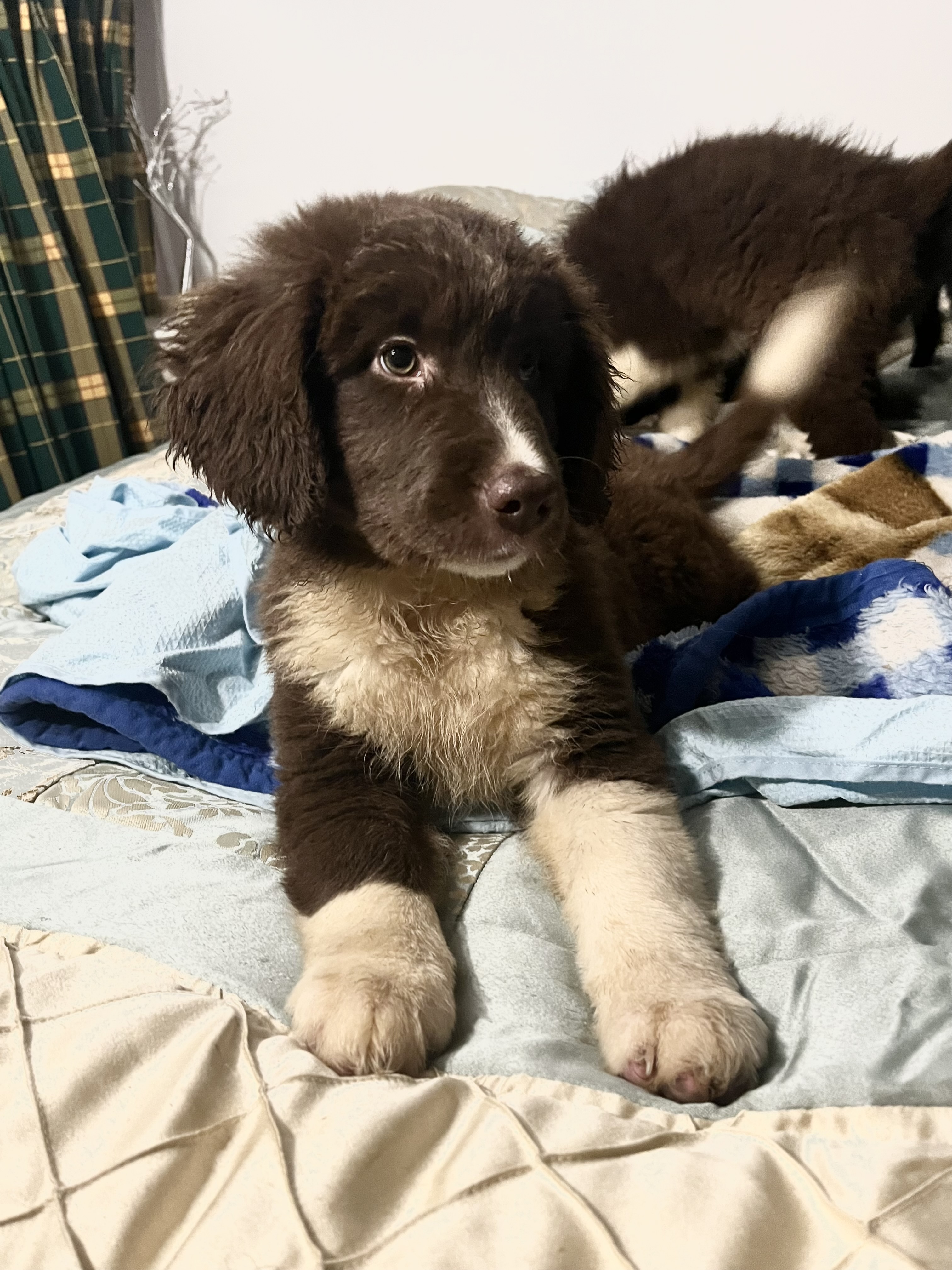 Dog Image