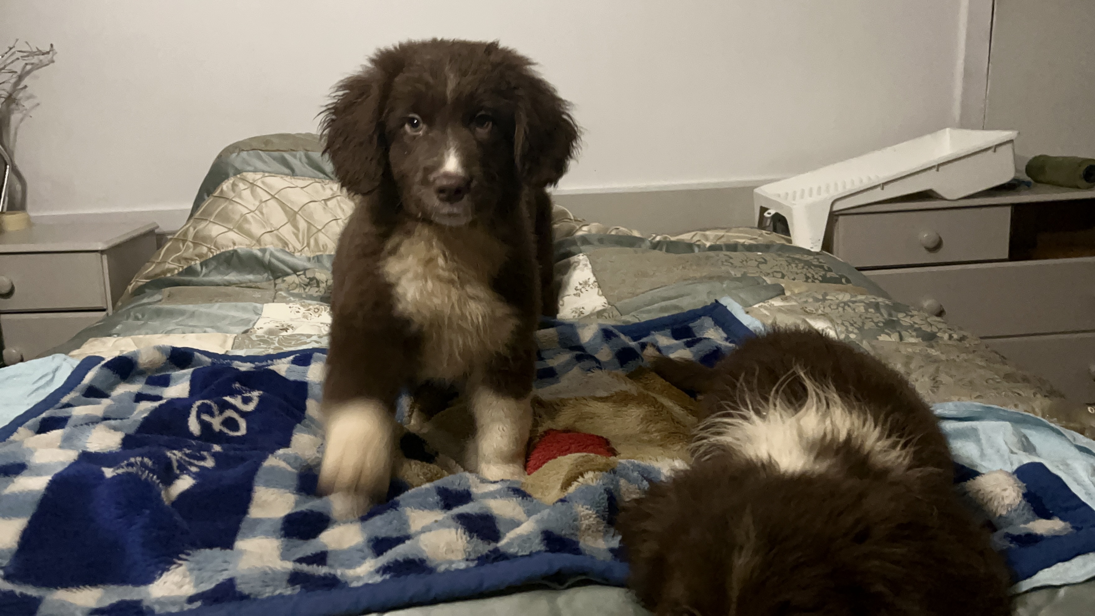 Dog Image