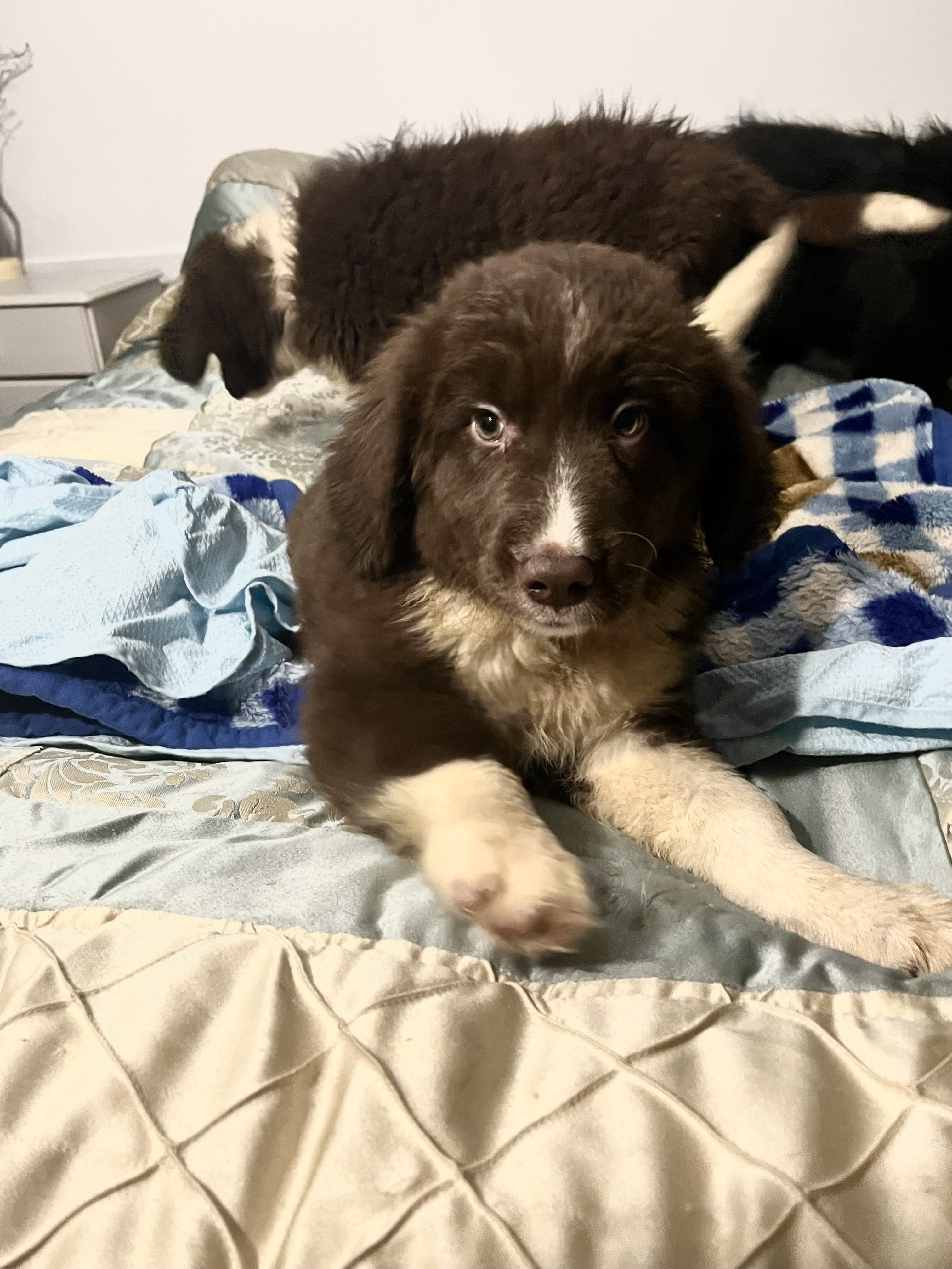 Dog Image