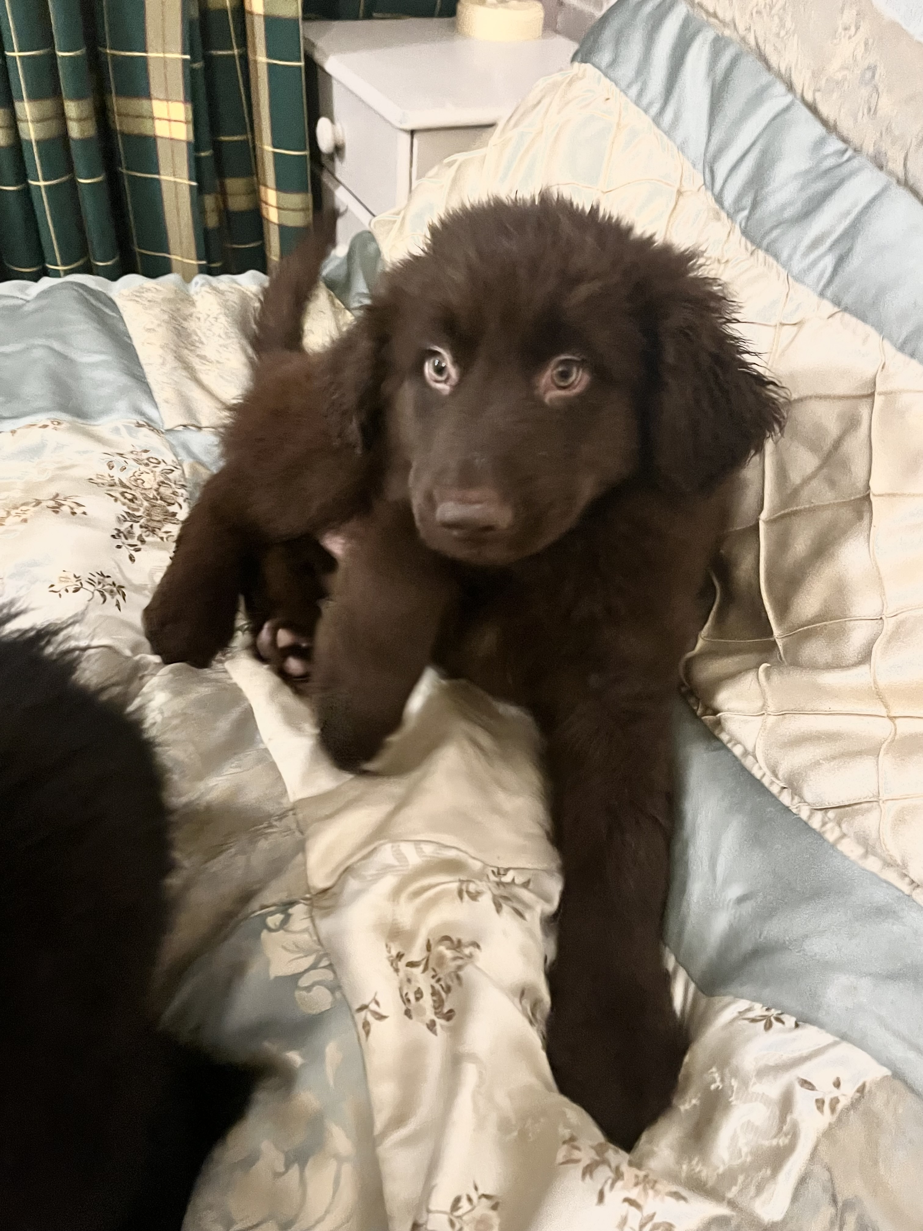 Dog Image