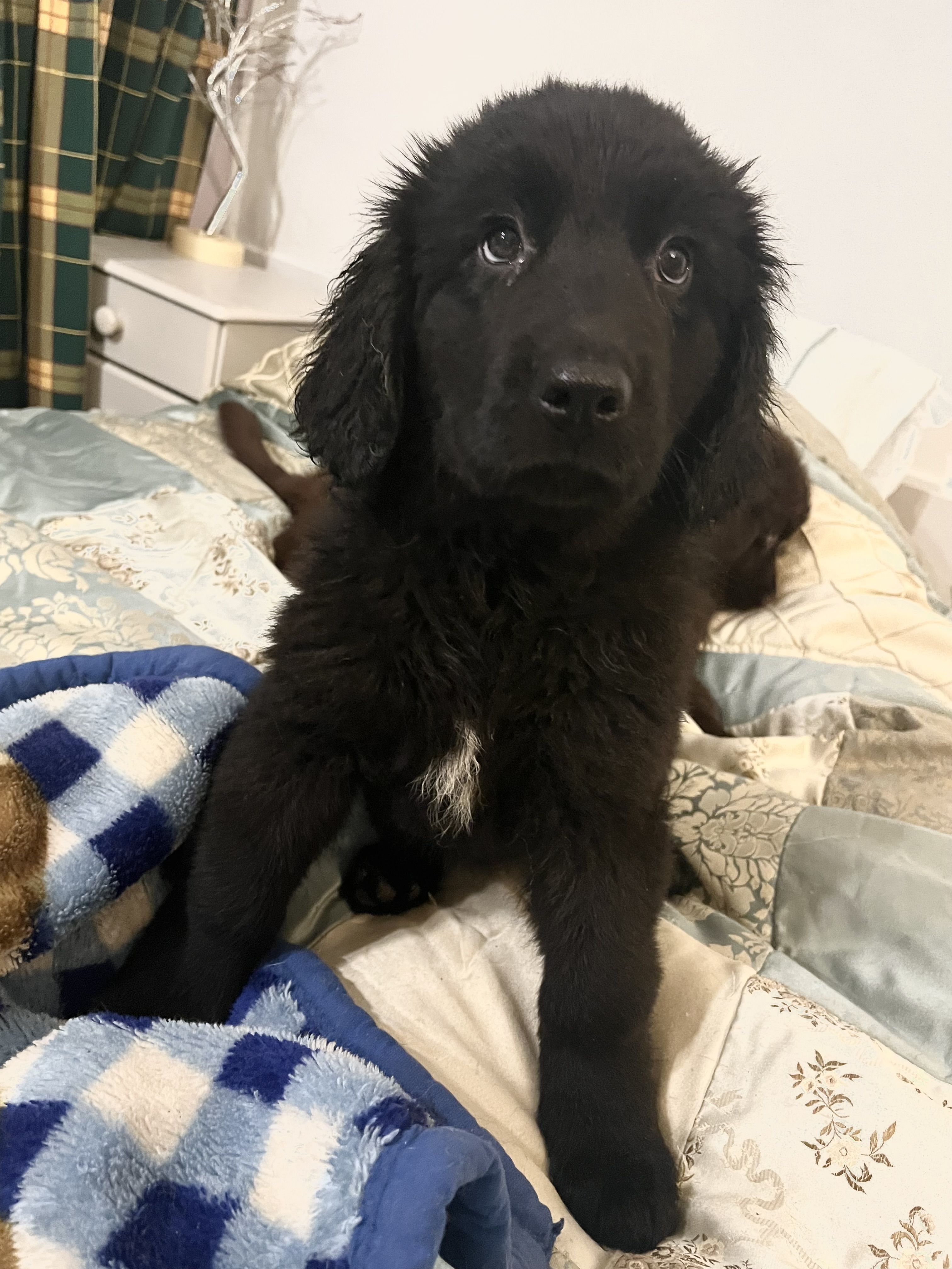 Dog Image