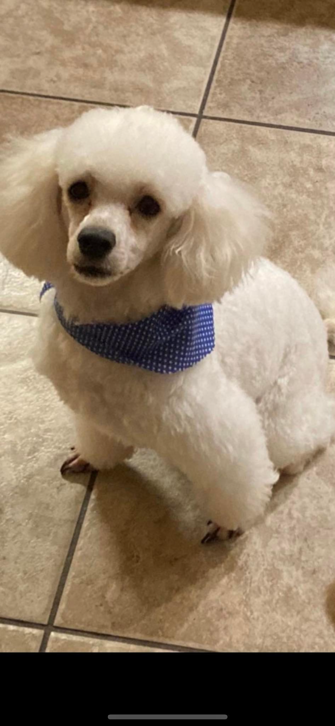 Dog Image