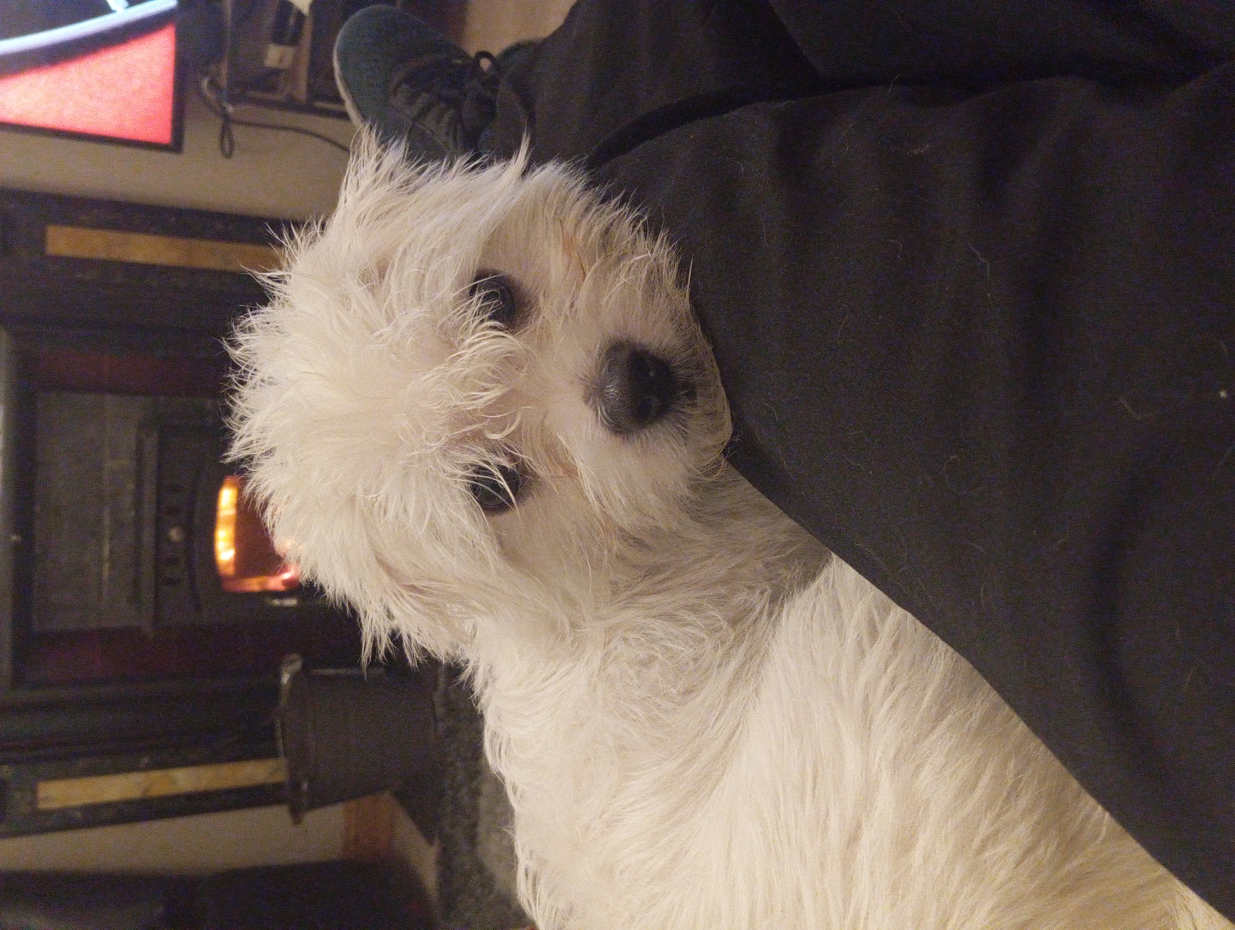 Dog Image