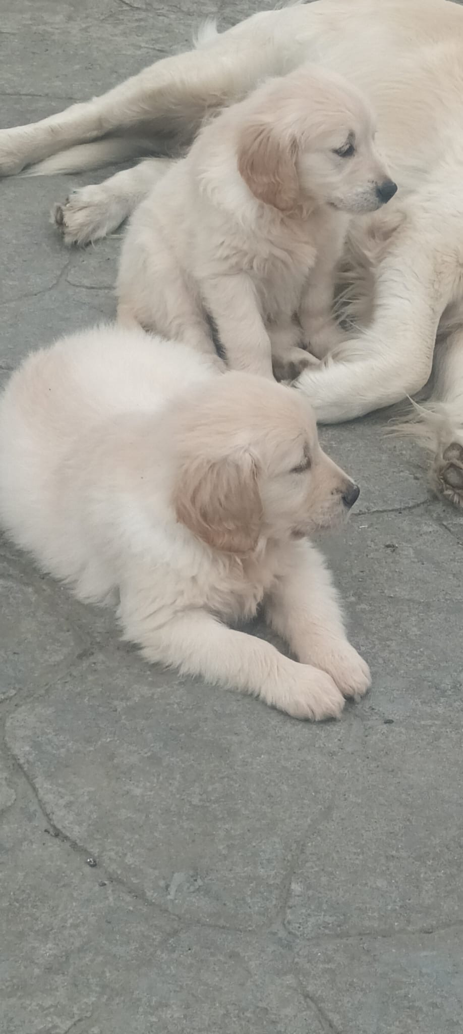 Dog Image