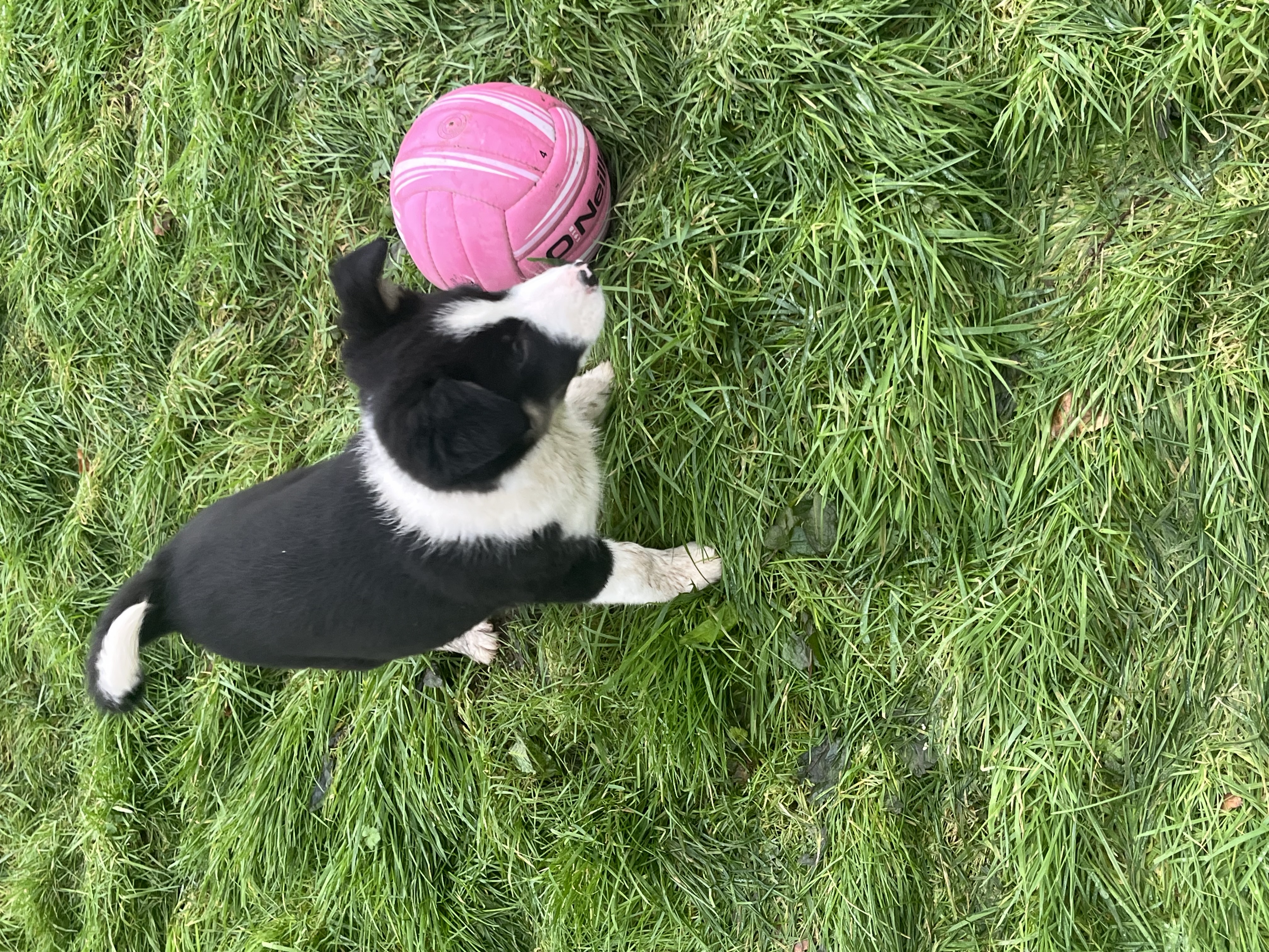 Dog Image
