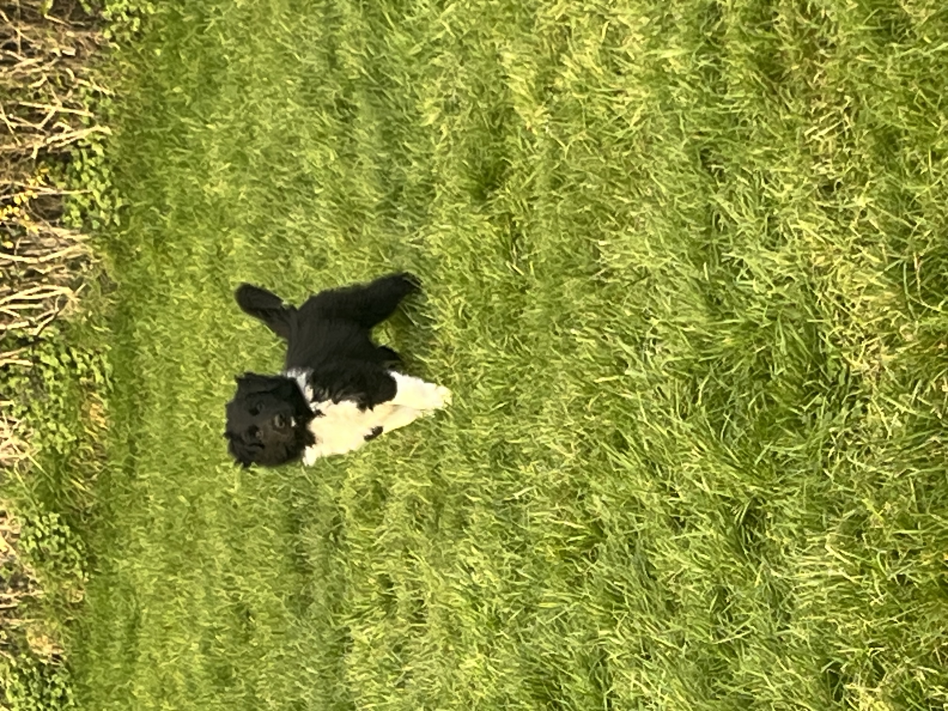 Dog Image