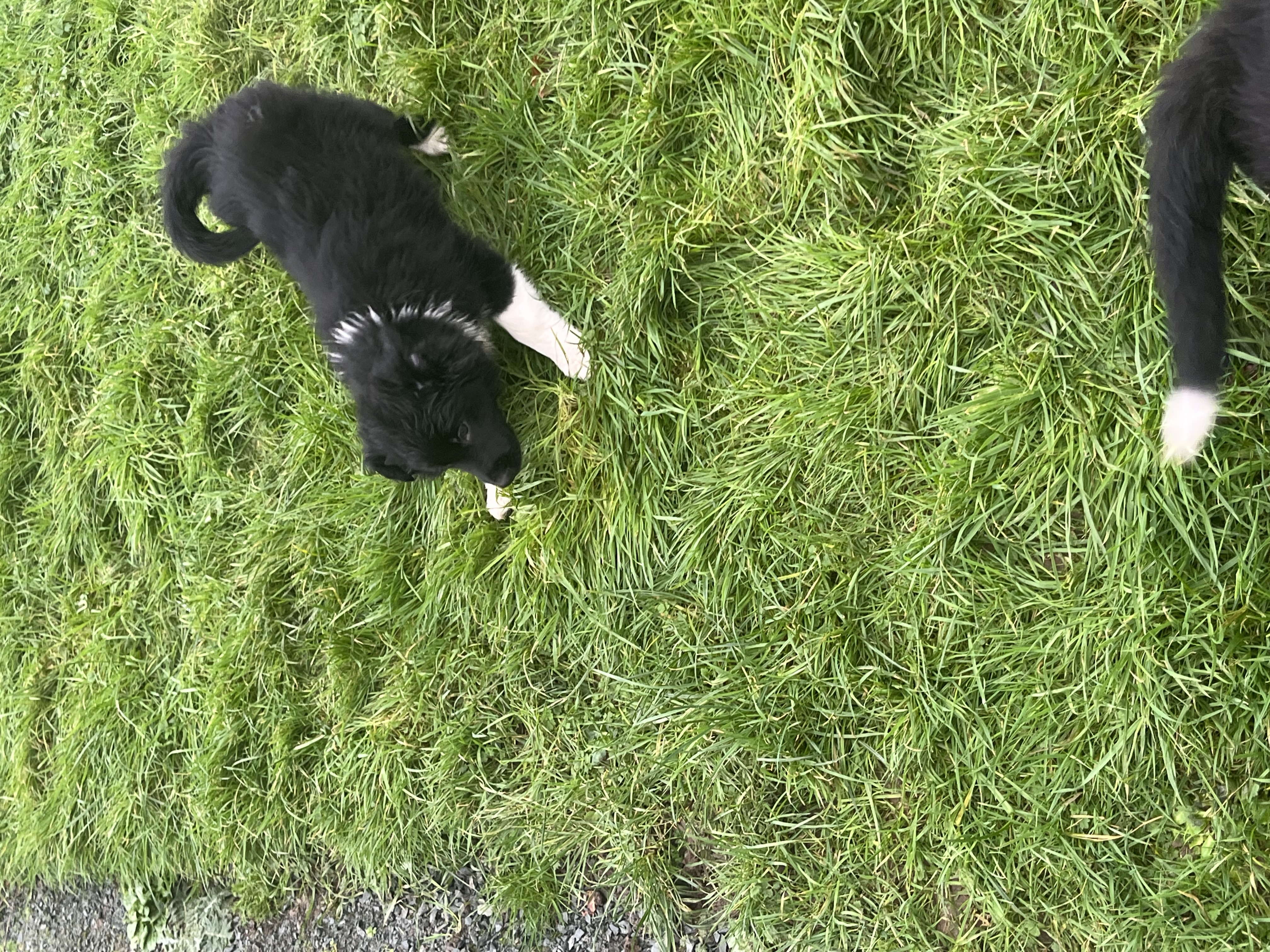 Dog Image