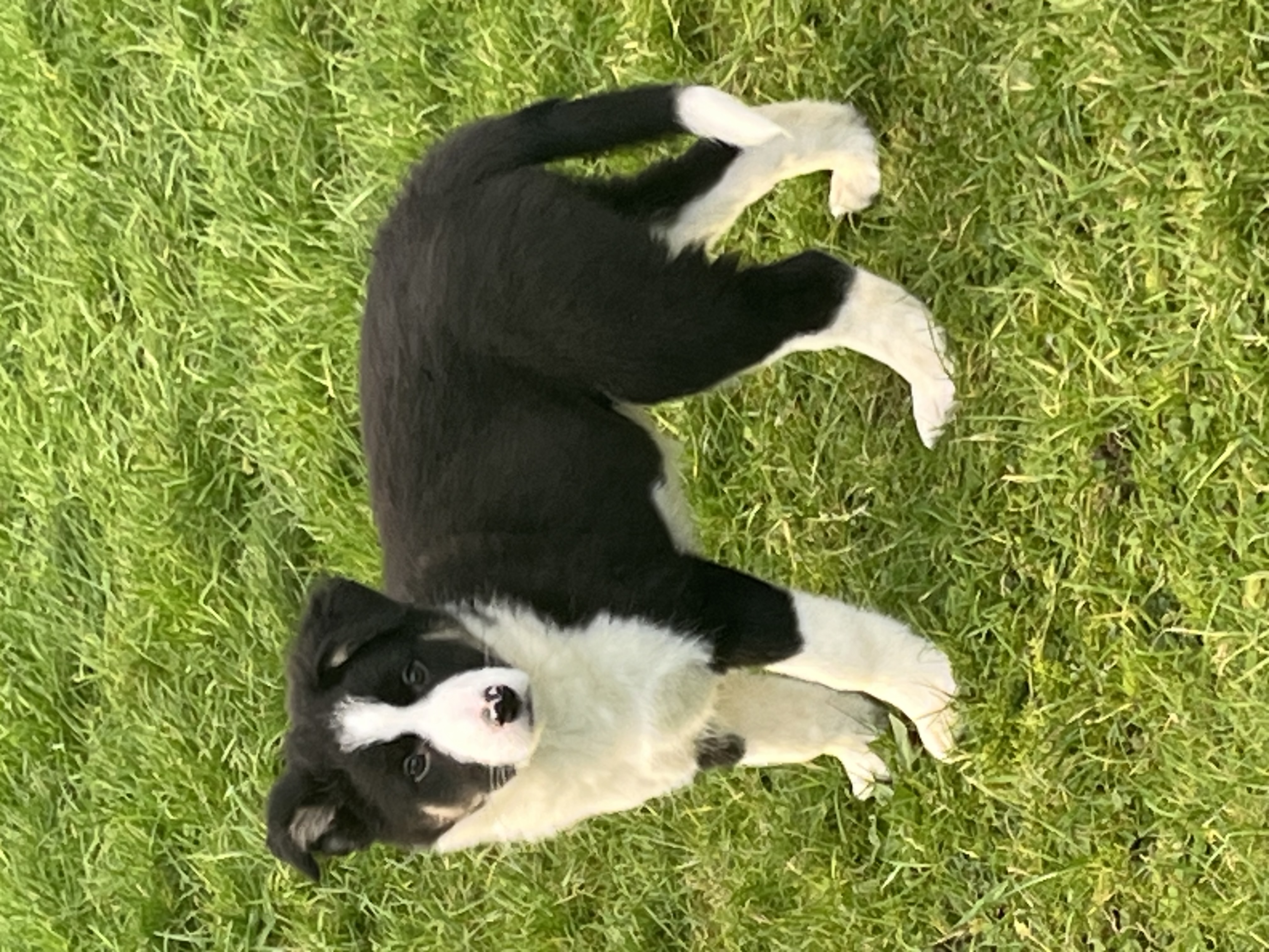 Dog Image