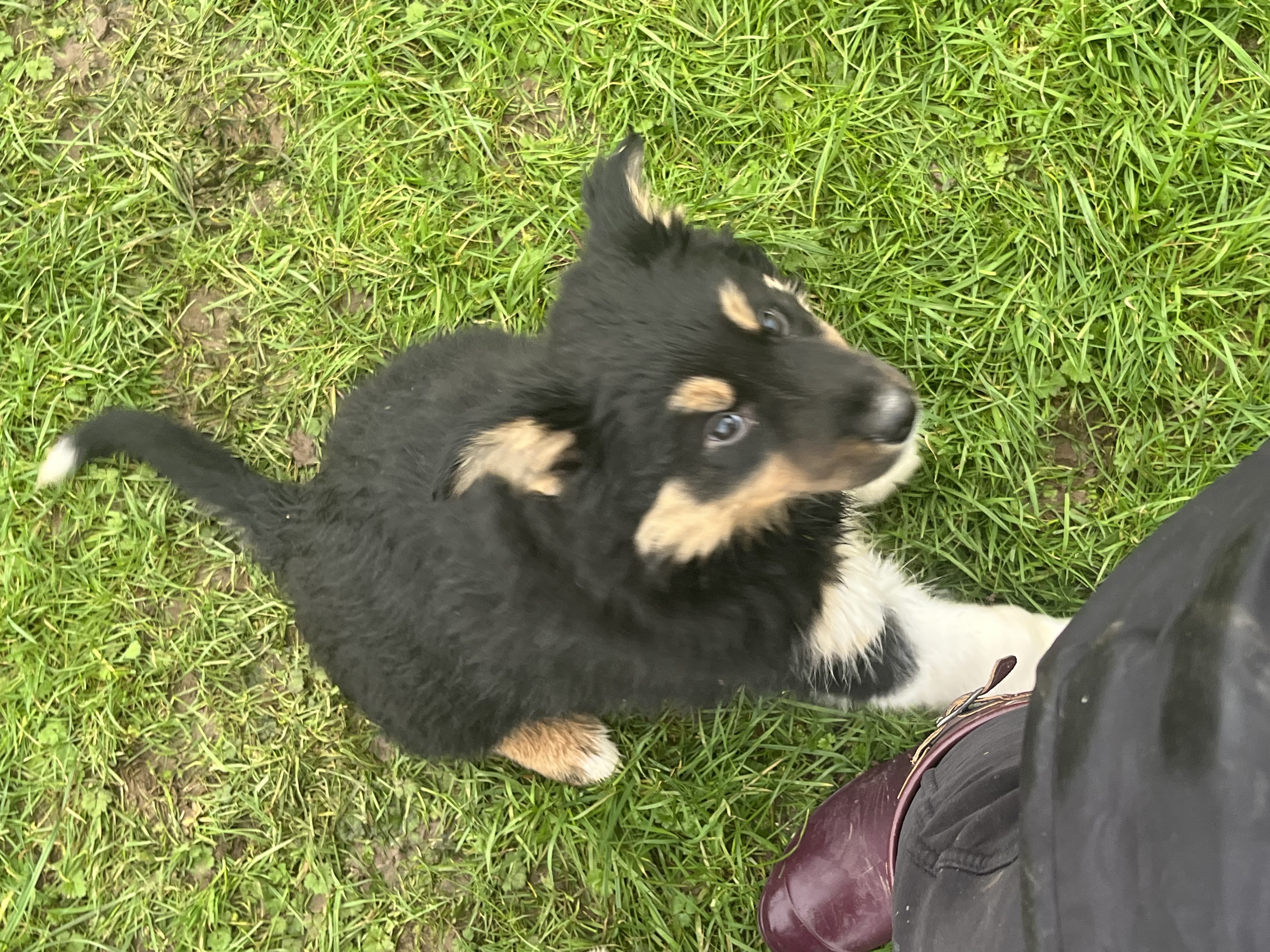 Dog Image