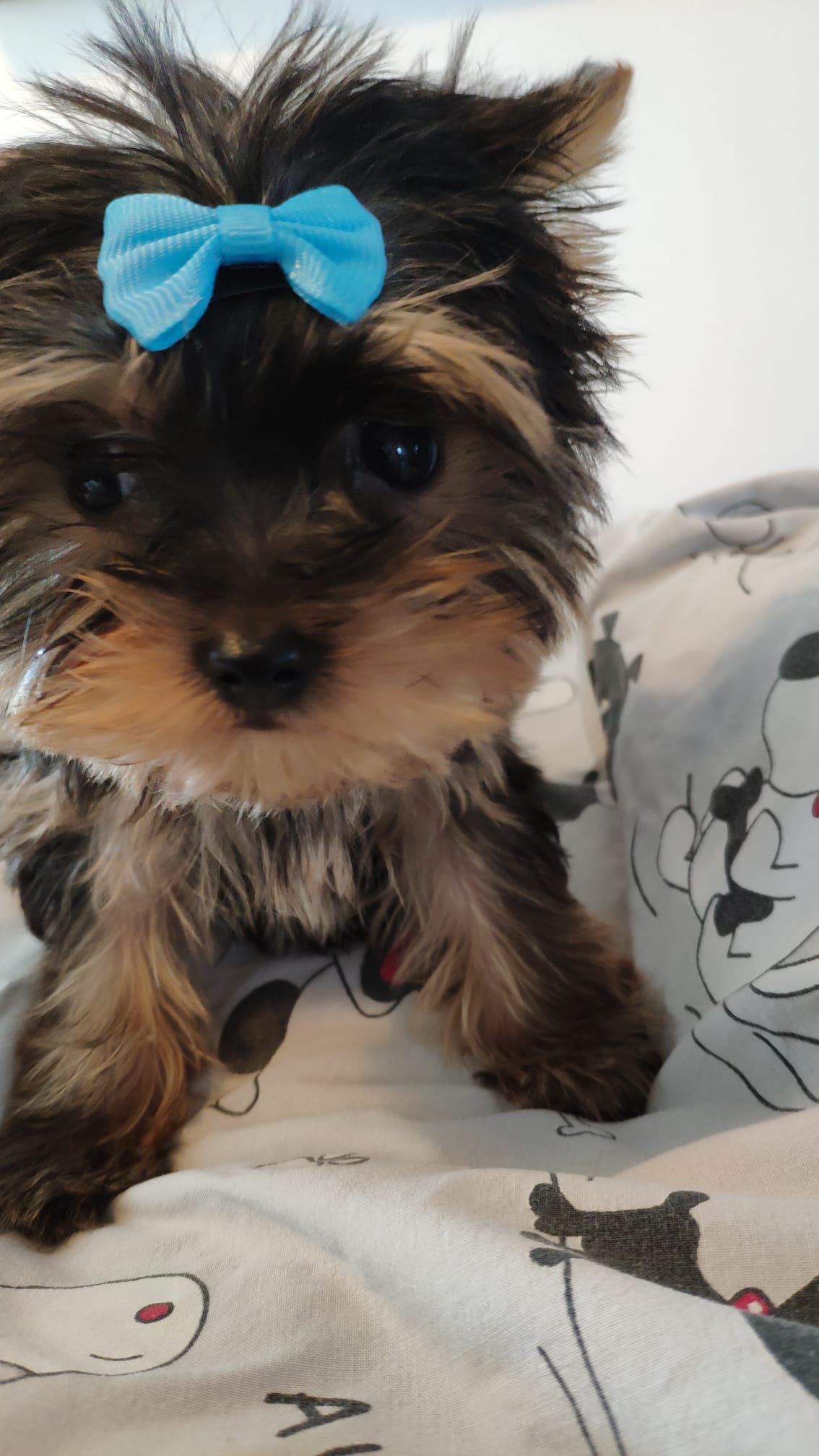 Dog Image