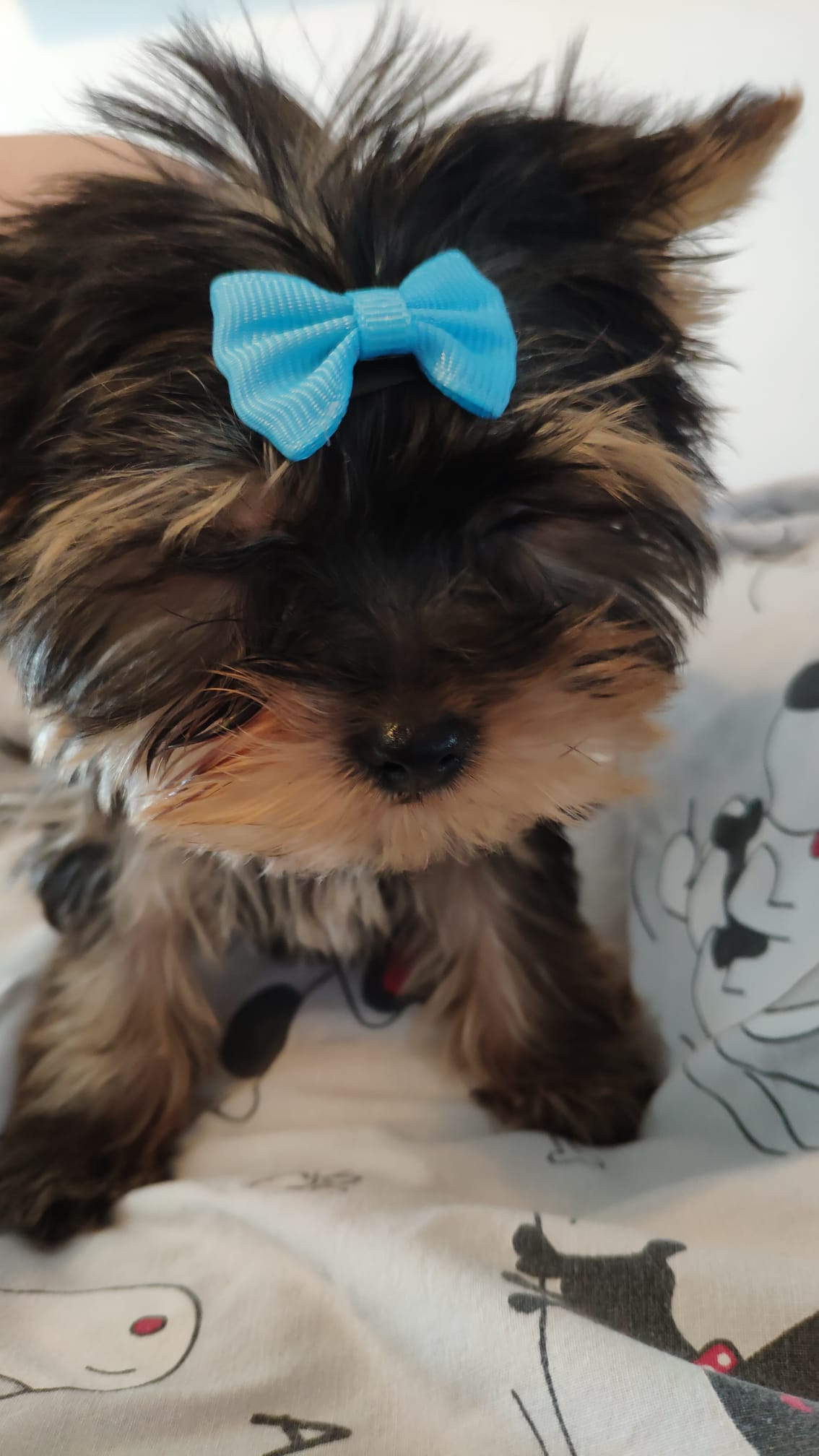 Dog Image