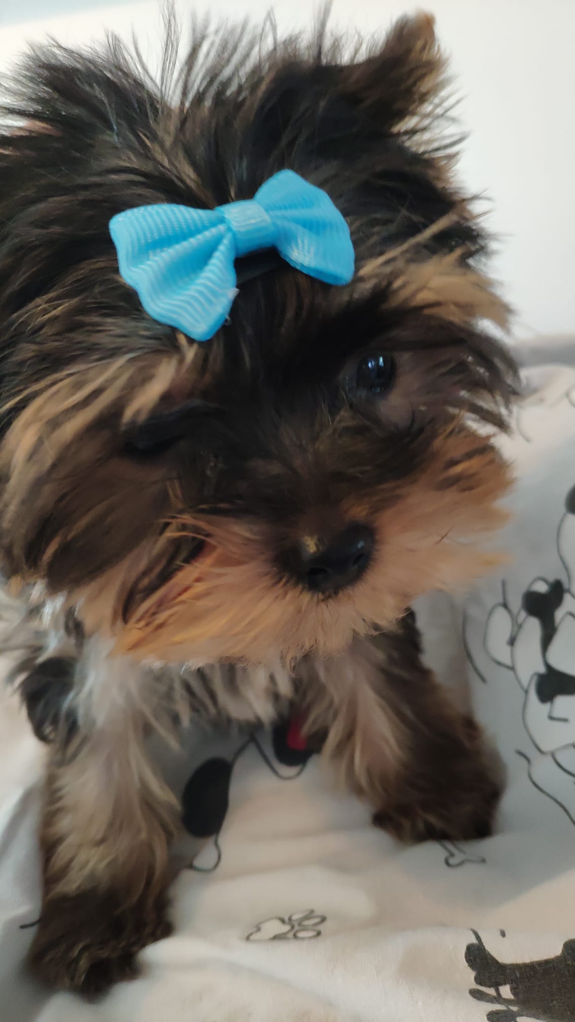 Dog Image