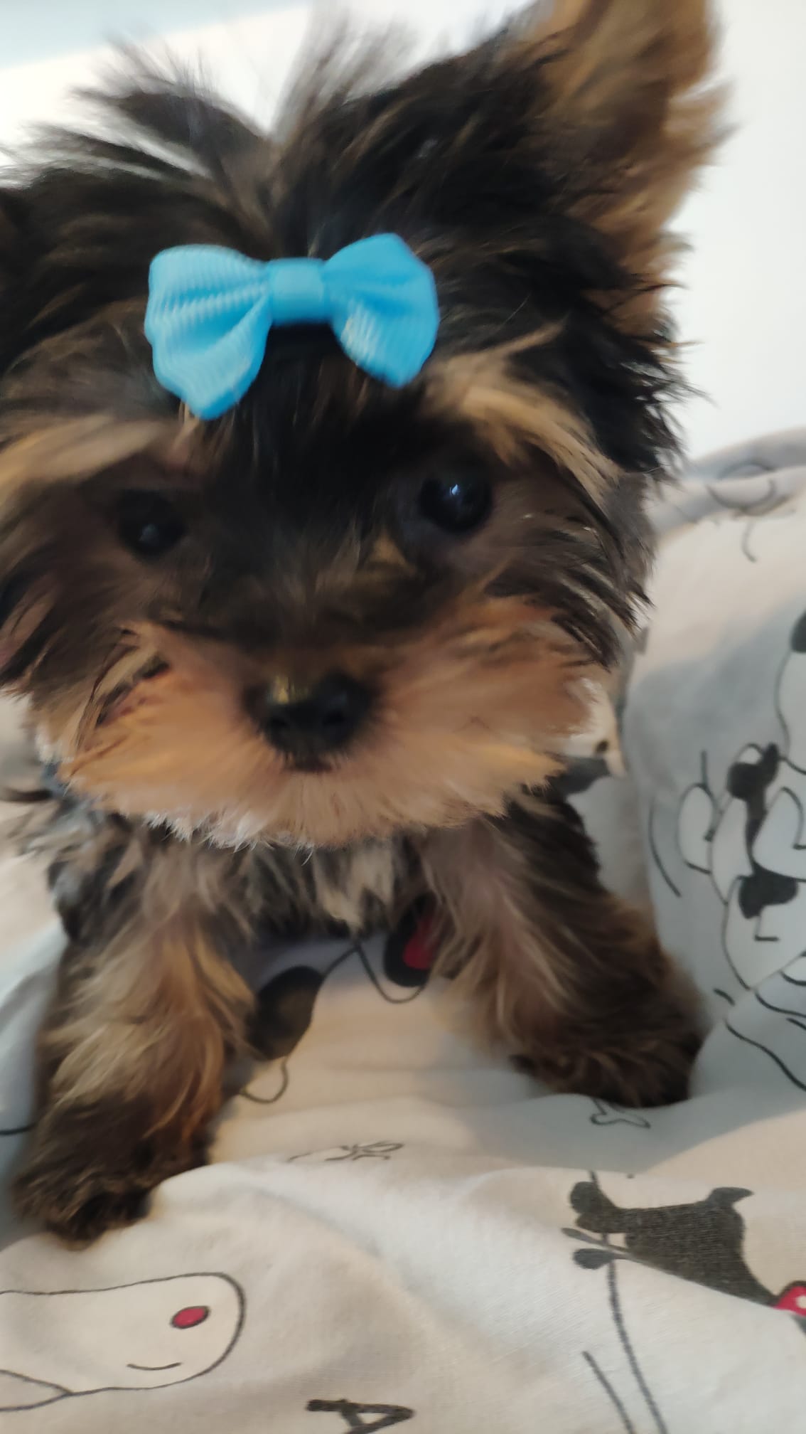 Dog Image