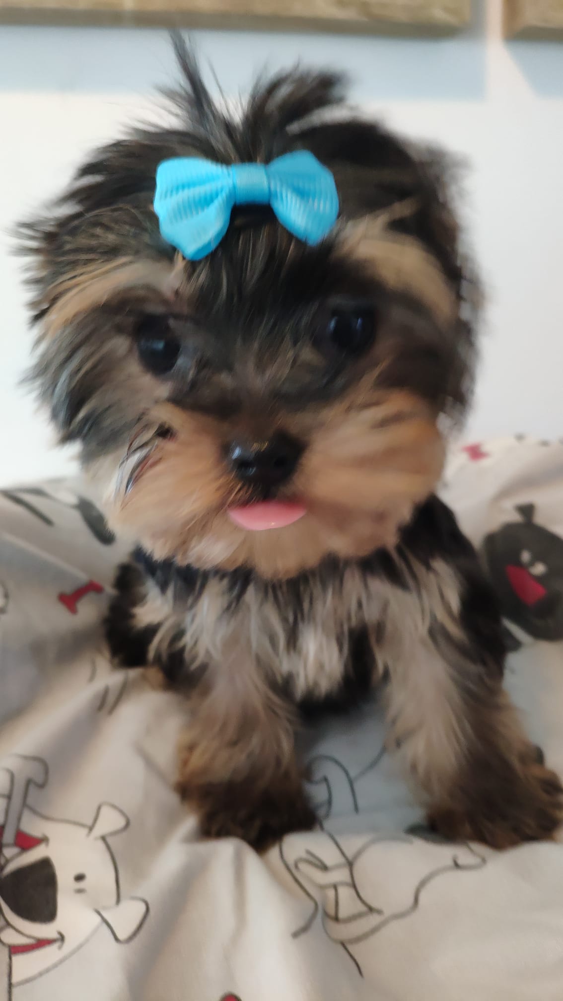 Dog Image