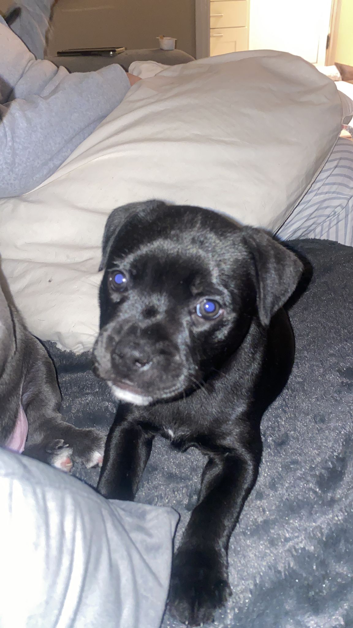 Dog Image