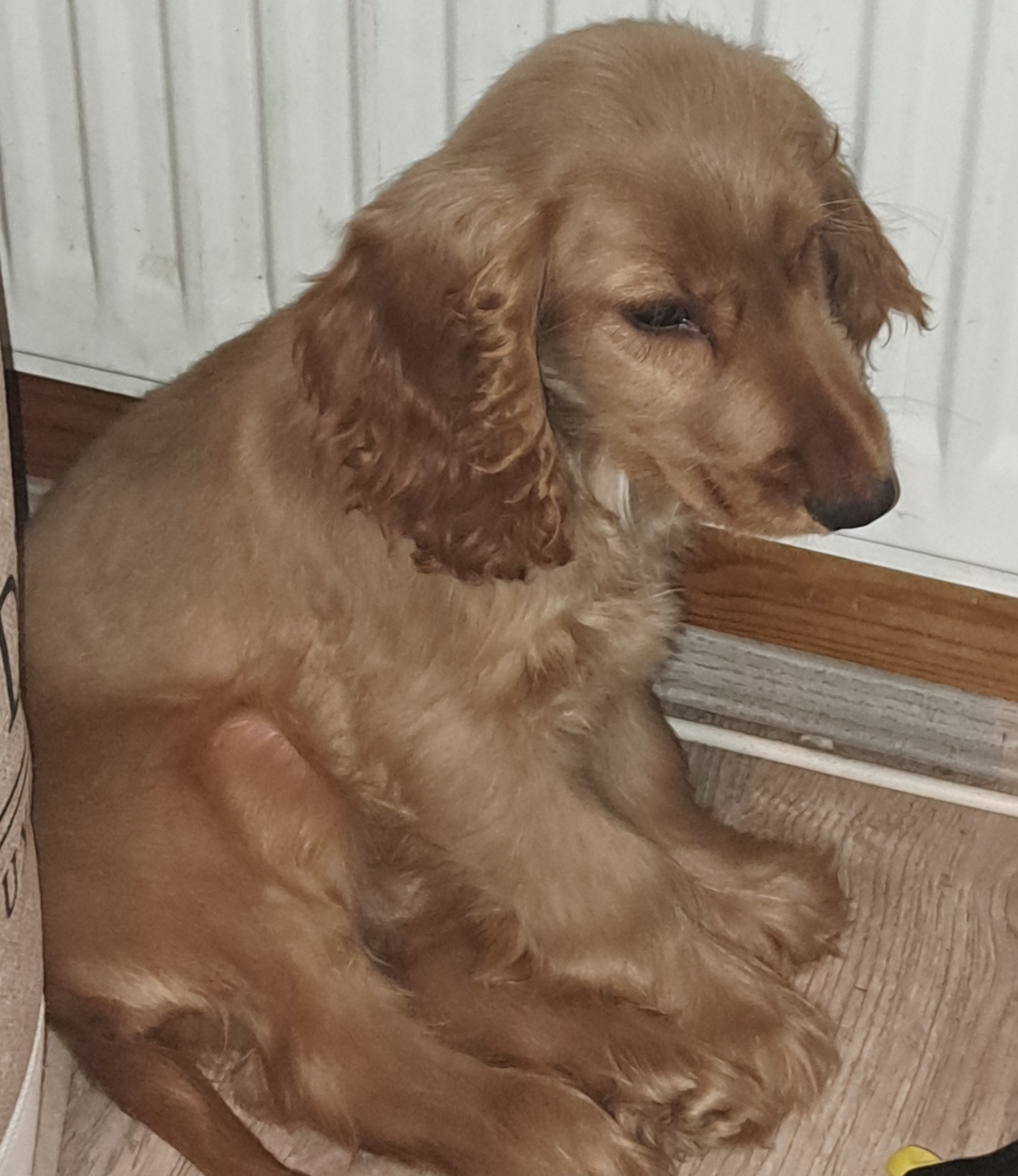 Dog Image
