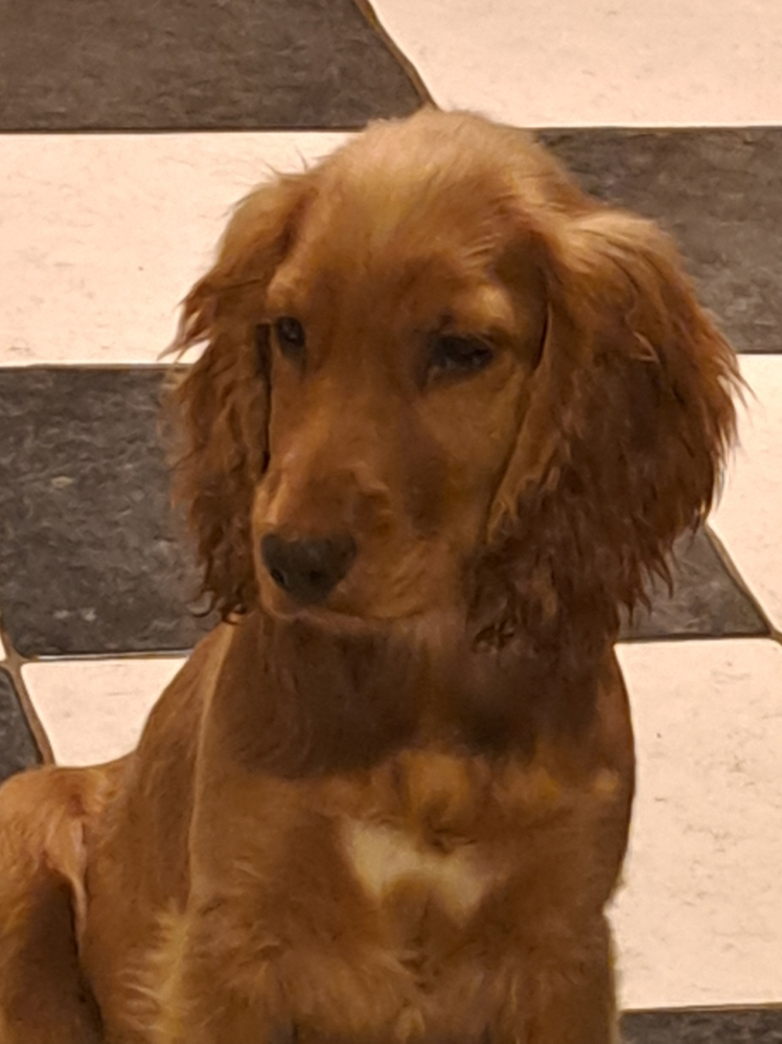 Dog Image