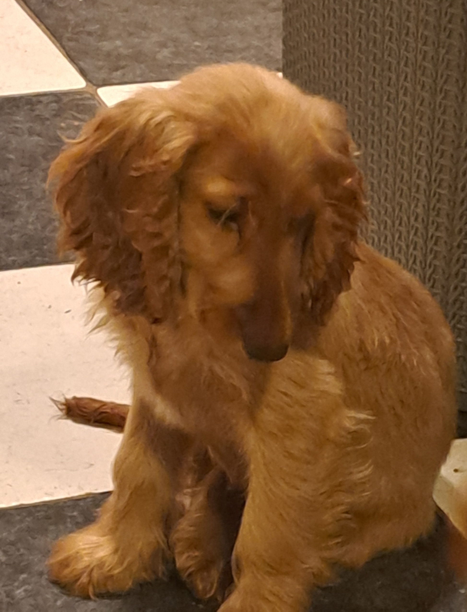 Dog Image