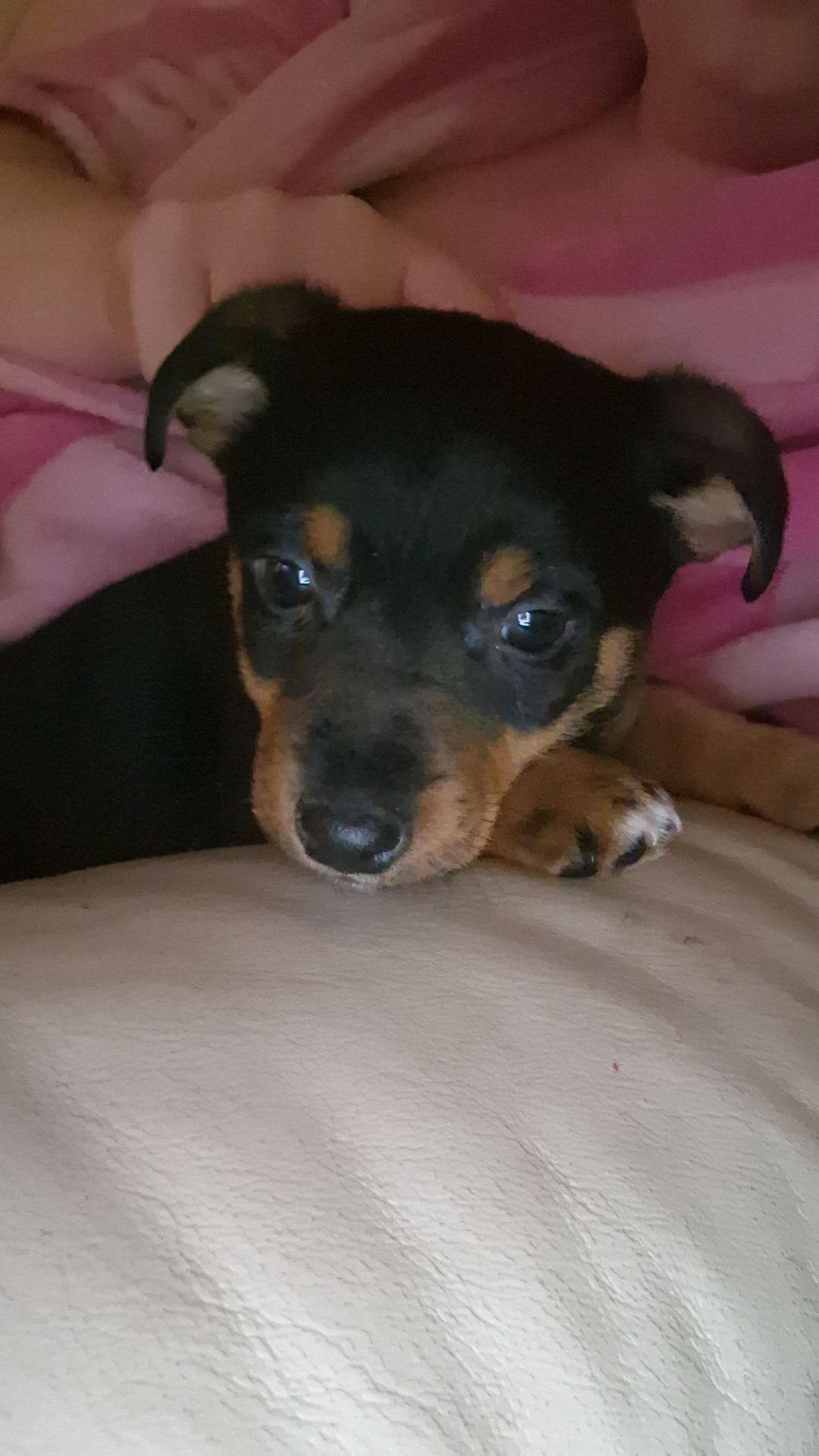 Dog Image
