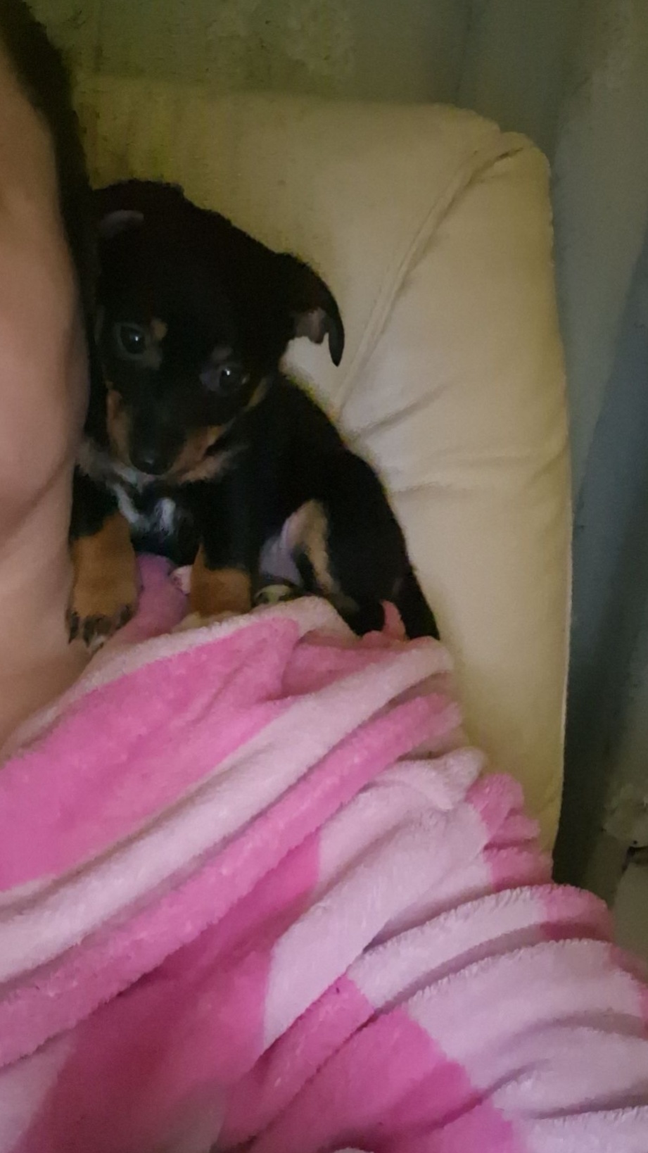 Dog Image