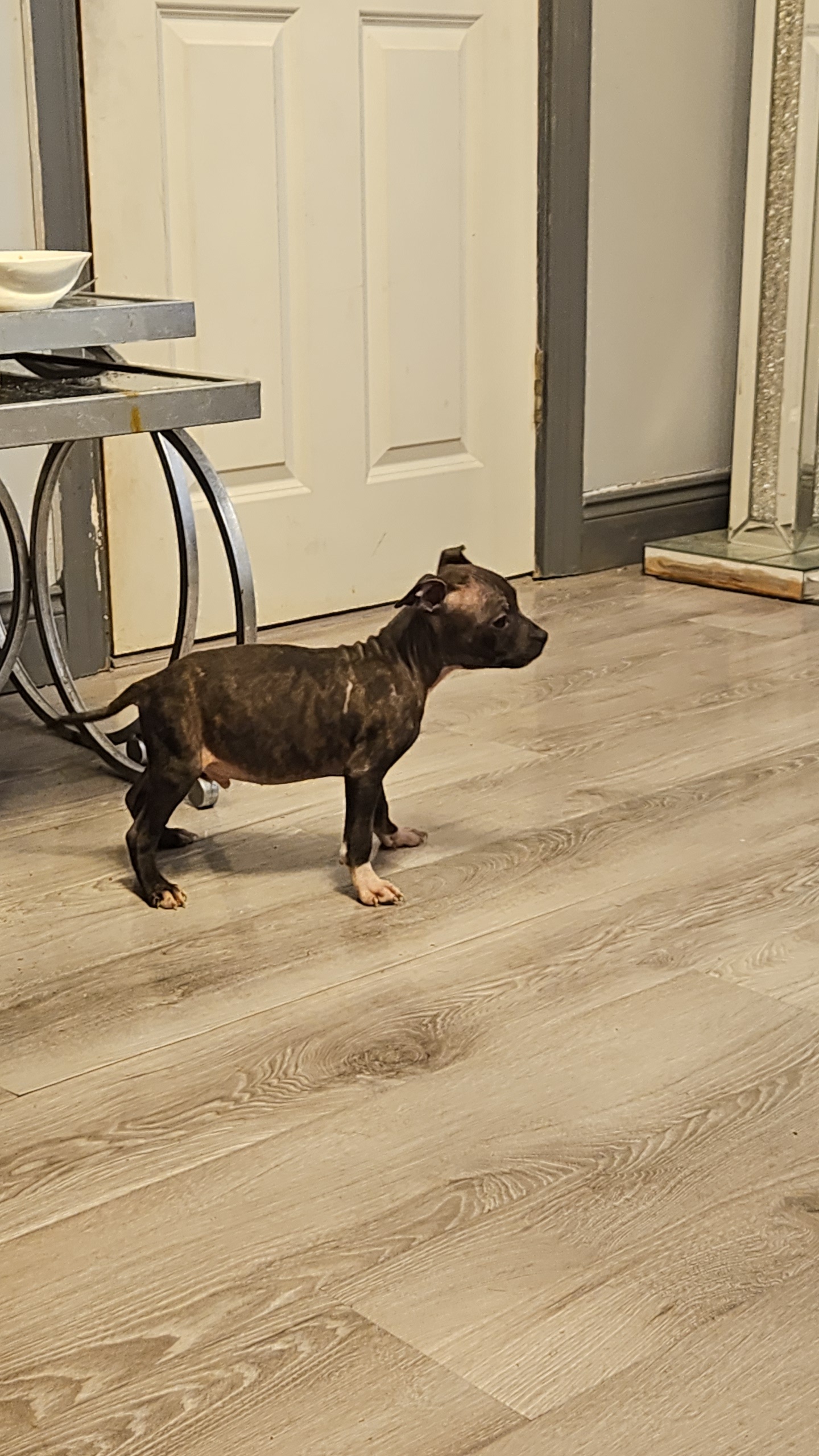 Dog Image