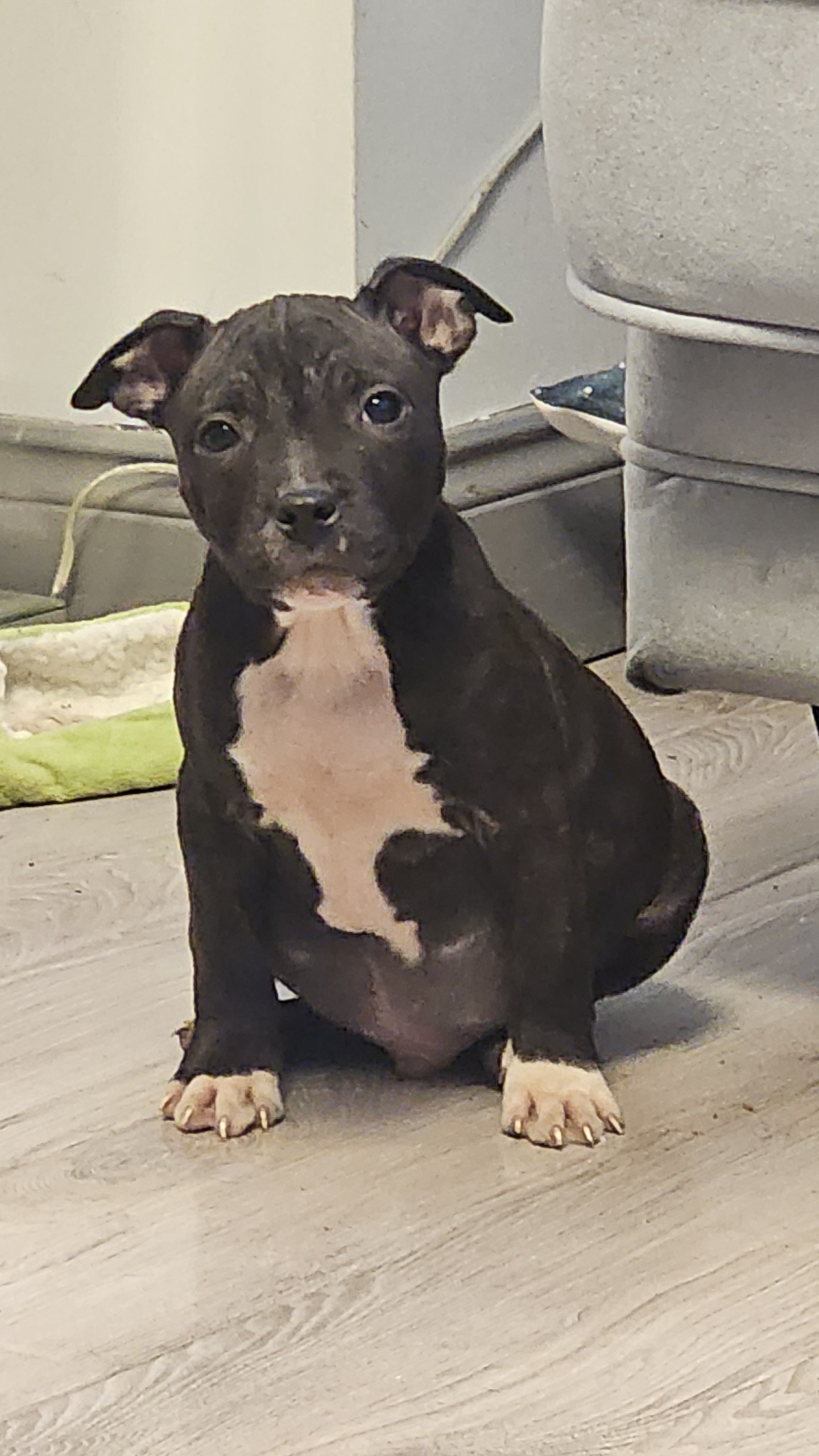 Dog Image