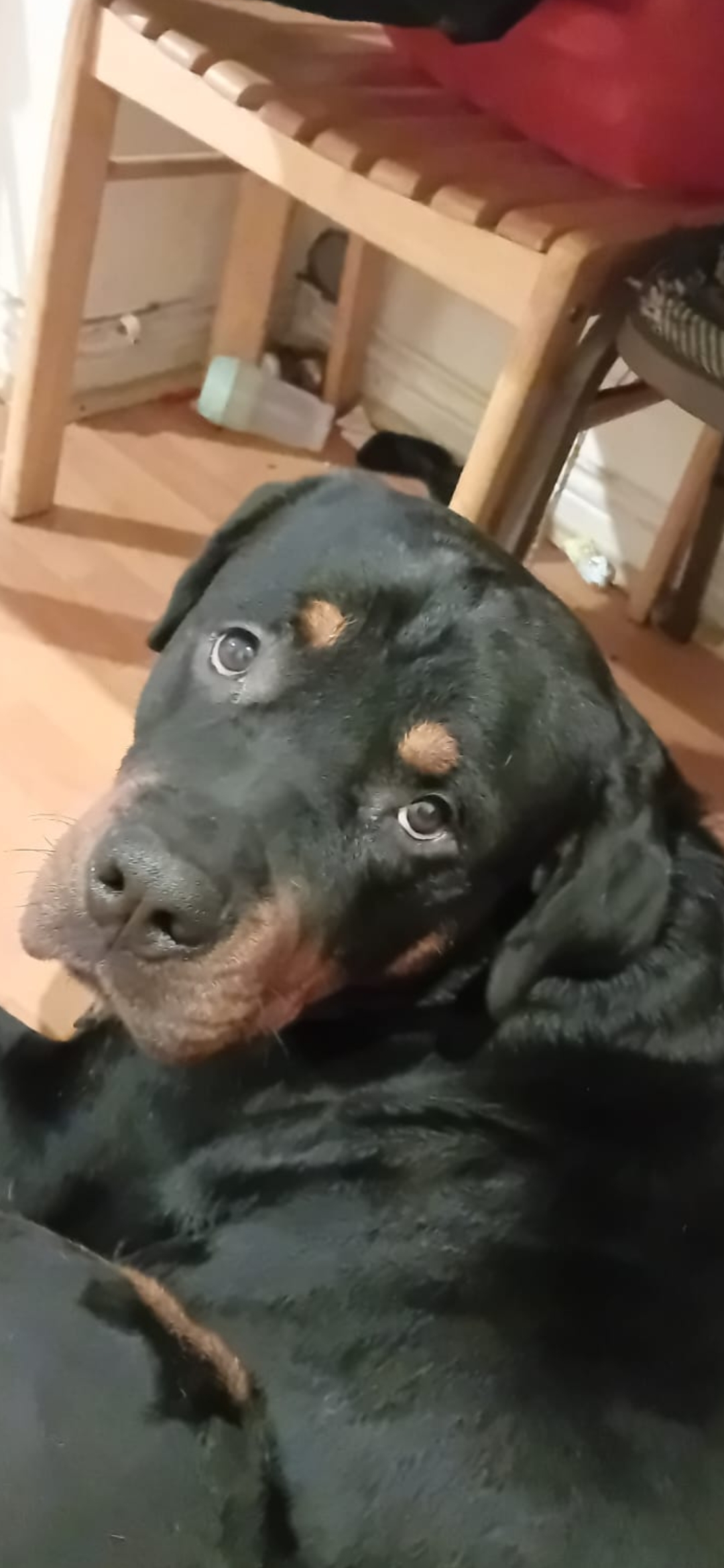 Dog Image