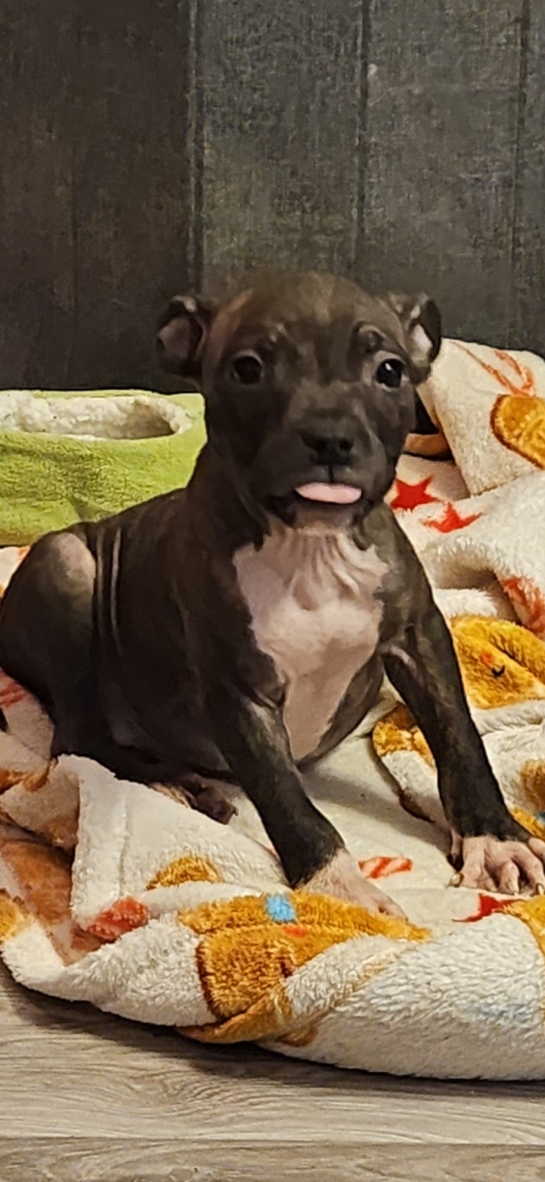 Staffordshire Bull Terrier in Laois - IKC Registered