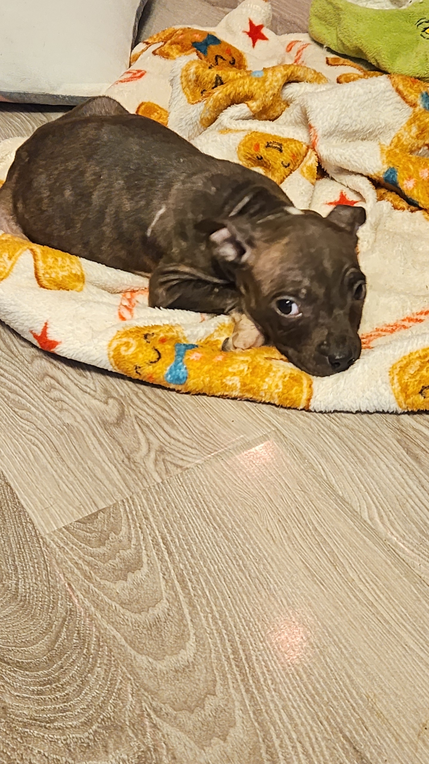 Dog Image