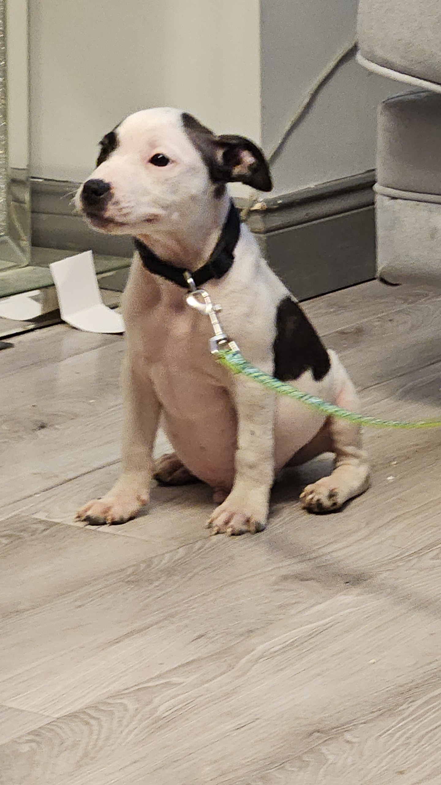 Dog Image