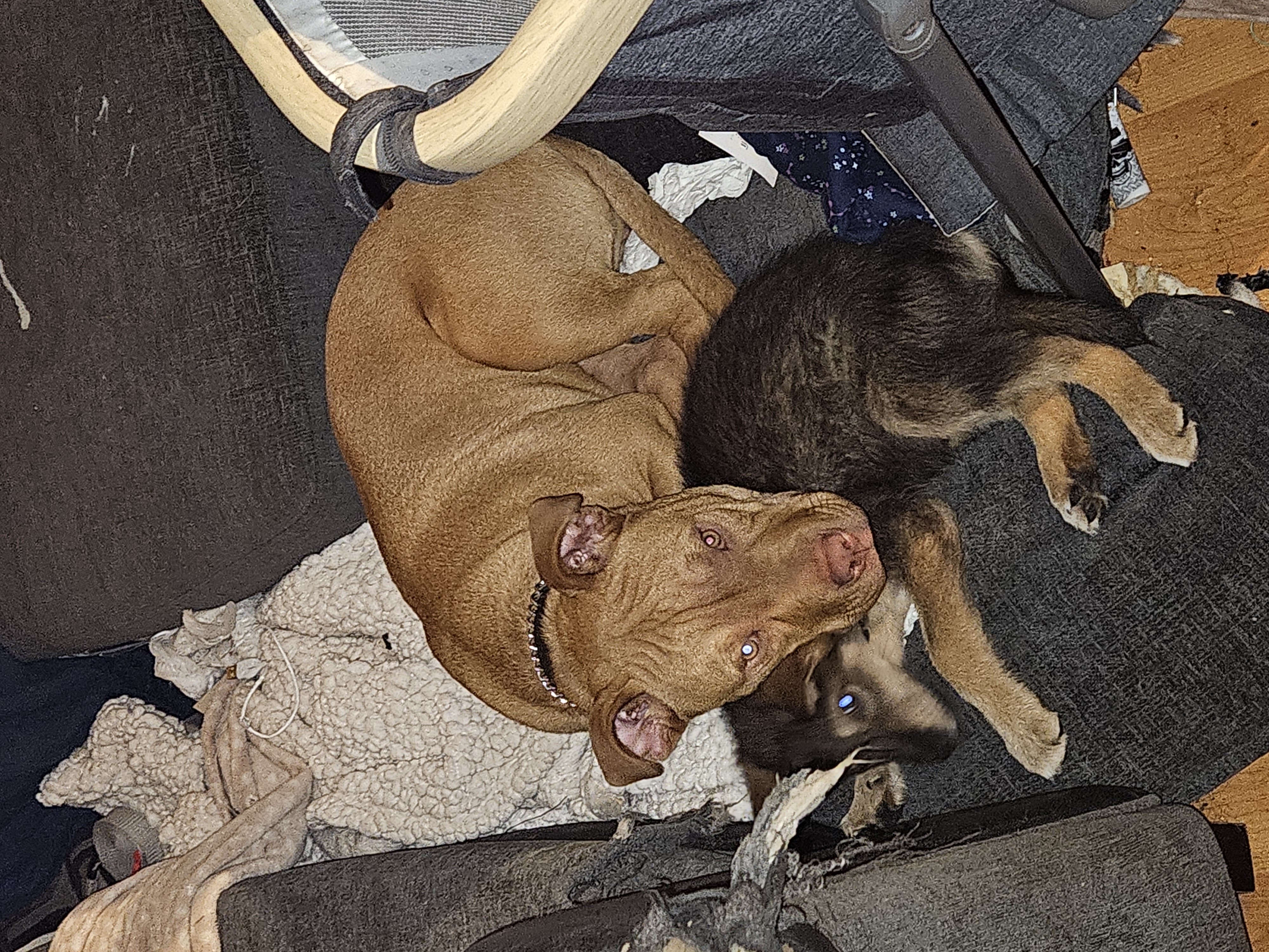 Dog Image